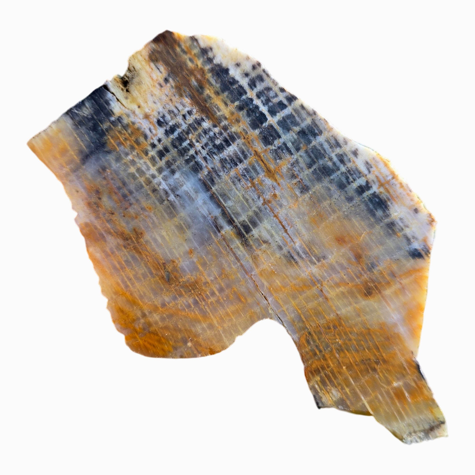 Calico Splatted Oak Slab Dry – Opalized Petrified Wood Washington Rare #3833-Photo4
