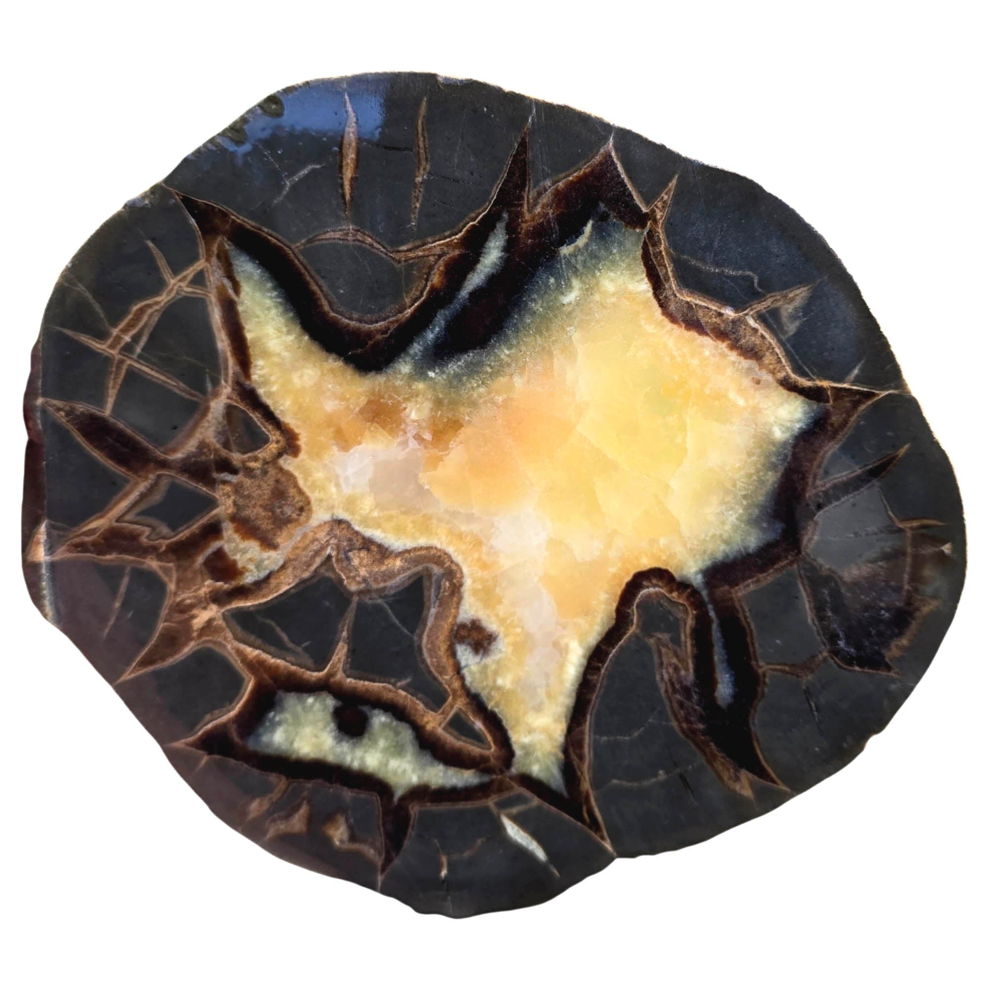 Utah Septarian Nodule Slab – Excellent Lightning Strike Calcite Center #3834-Photo1