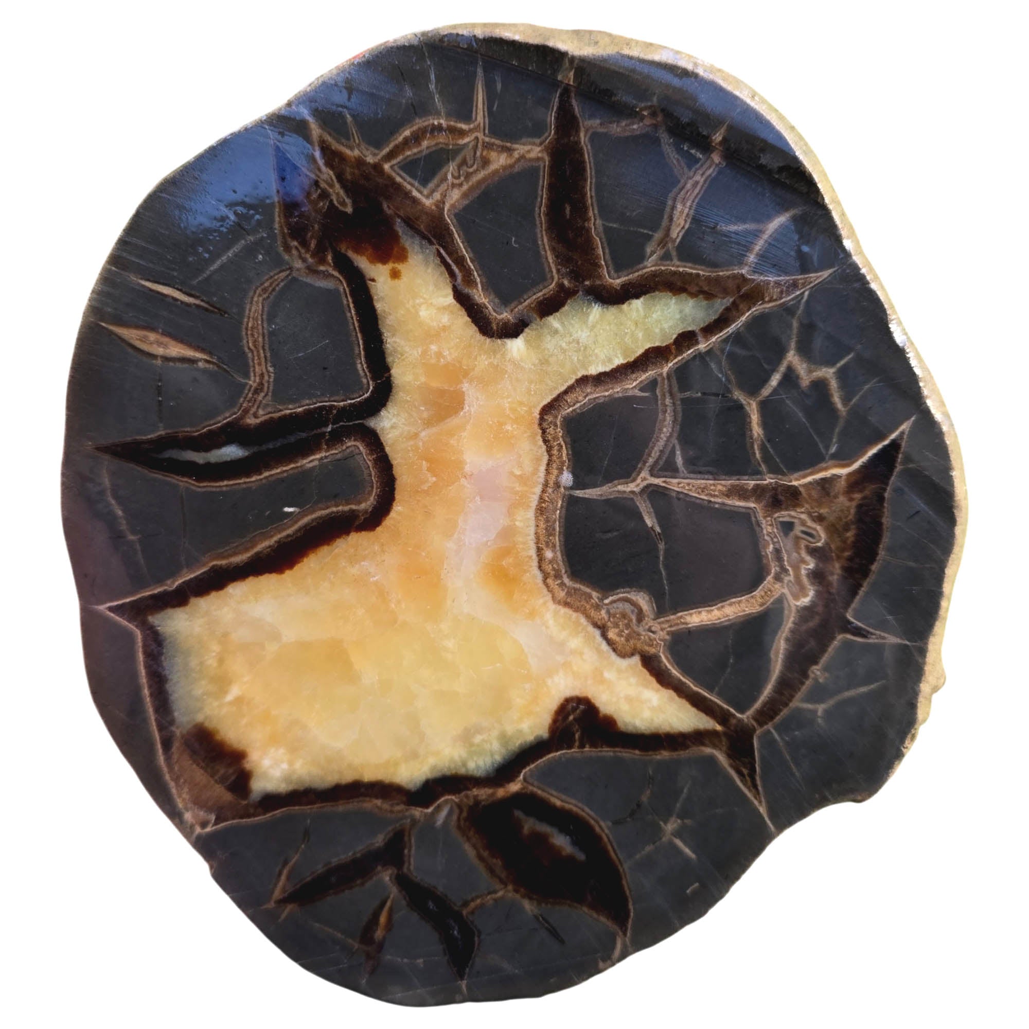 Utah Septarian Nodule Slab – Excellent Lightning Strike Calcite Center #3834-Photo3