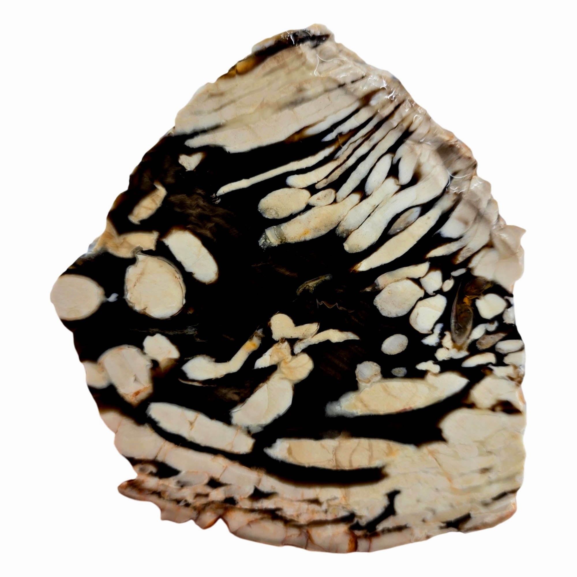 Peanut Wood Petrified Slab – Classic Teredo Larvae Tunnels Australian Fossil #3835-Photo2