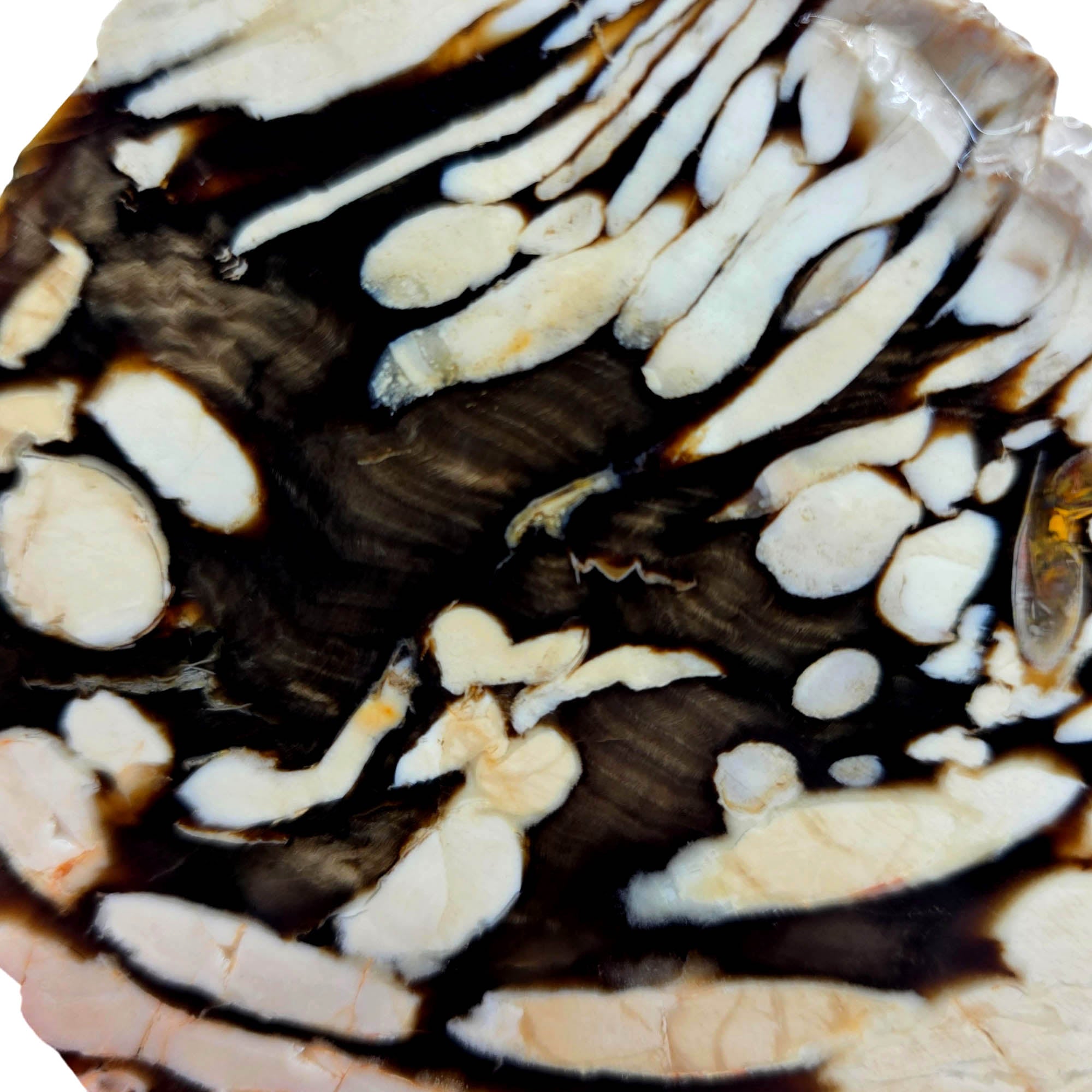 Peanut Wood Petrified Slab – Classic Teredo Larvae Tunnels Australian Fossil #3835-Photo3