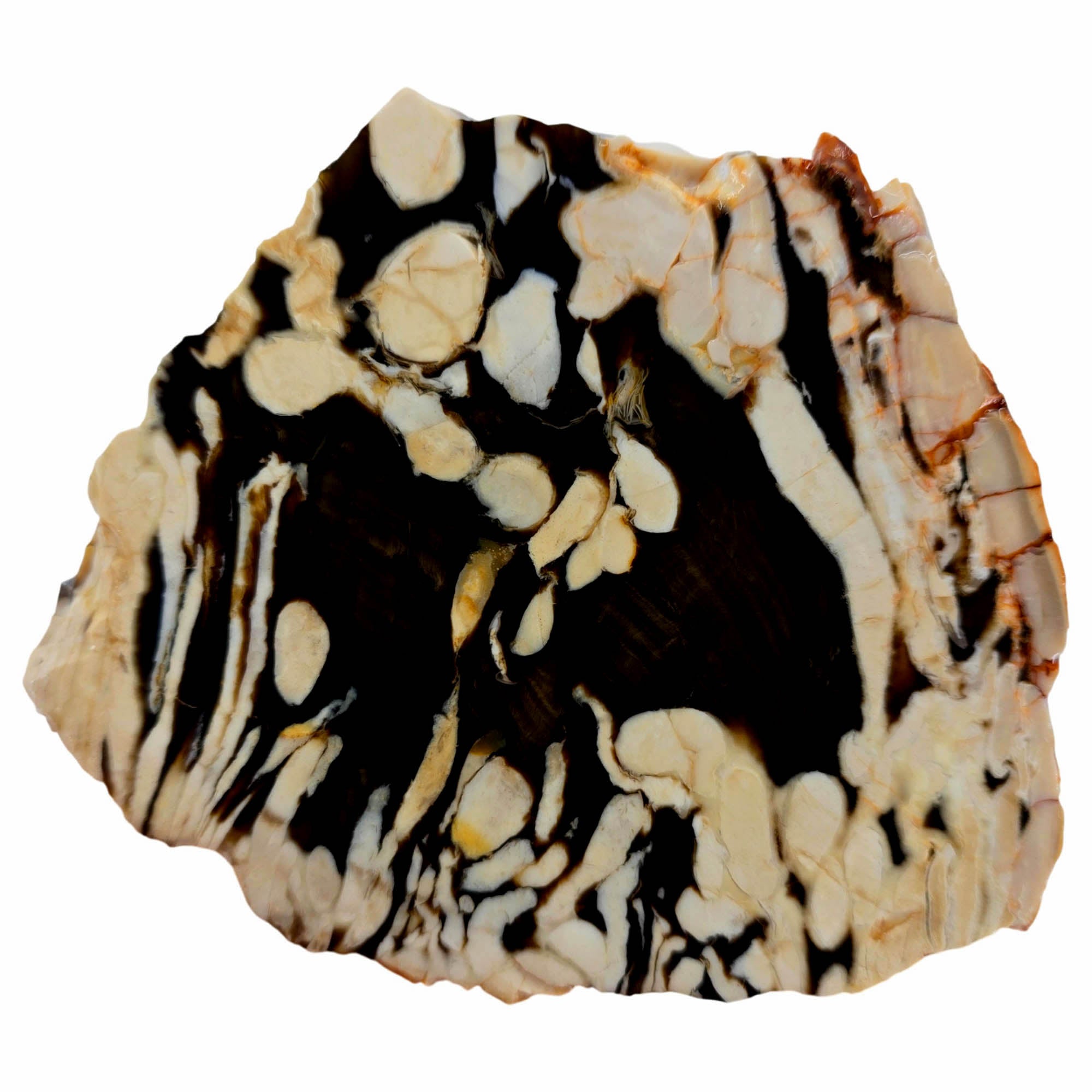 Peanut Wood Petrified Slab – Classic Teredo Larvae Tunnels Australian Fossil #3835-Photo4