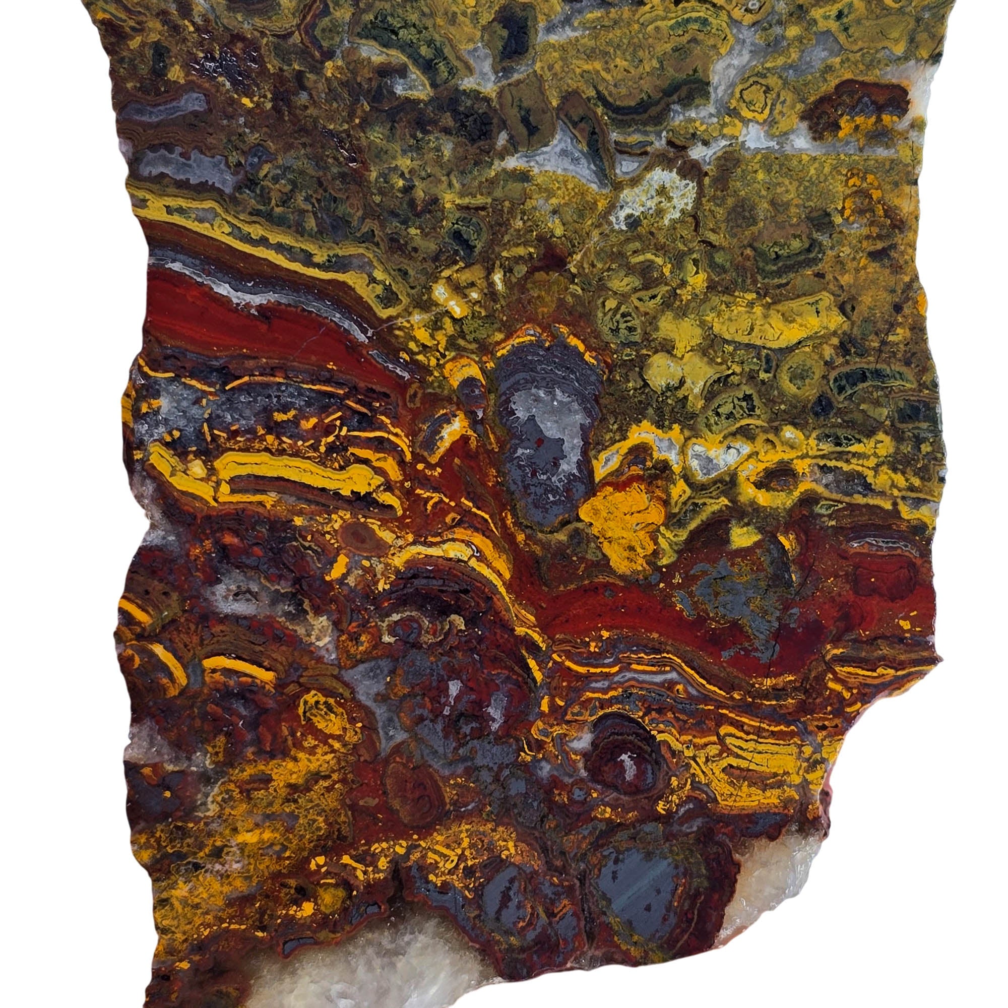 Apple Valley Jasper Slab - Hematite Flowering Bright Red Stromatolites #3842-Photo4