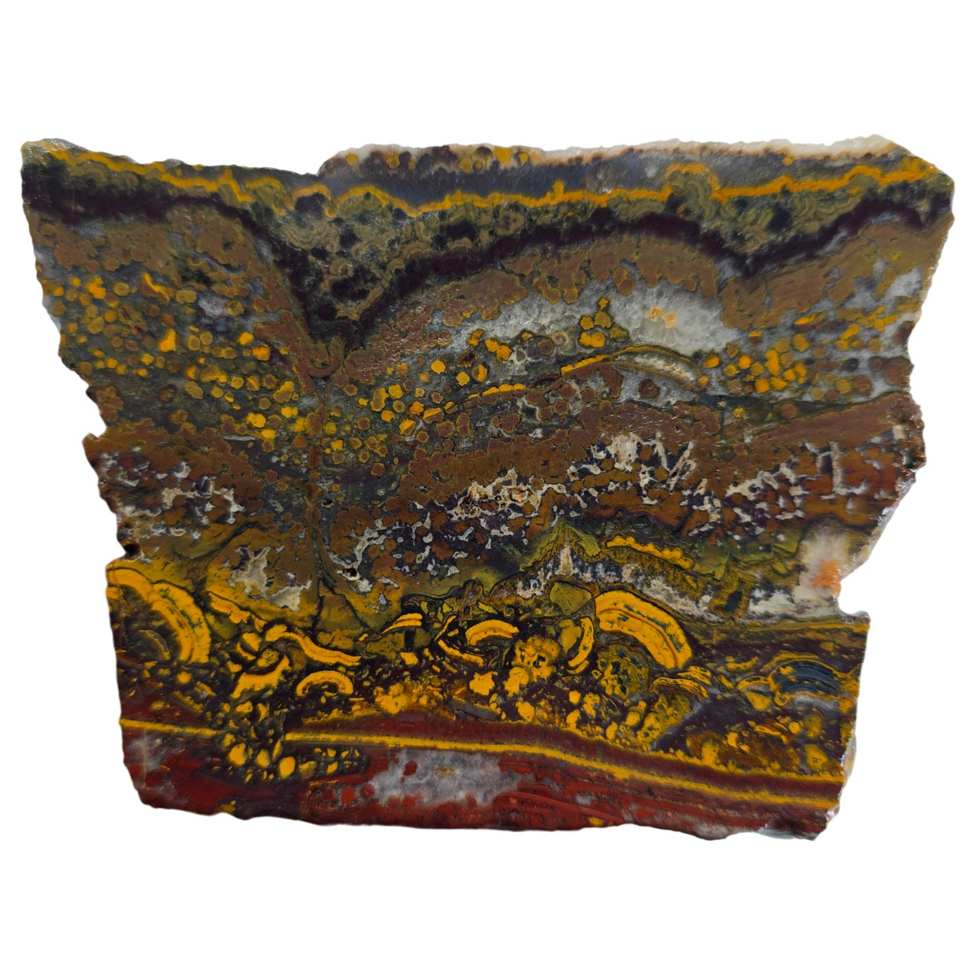 Apple Valley Jasper Slab - Devil's Toenails Fossil Oysters Stromatolites #3863-1