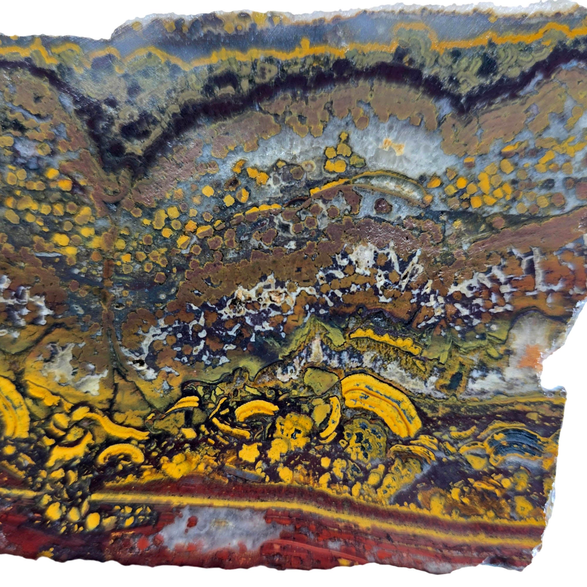 Apple Valley Jasper Slab - Devil's Toenails Fossil Oysters Stromatolites #3863-2