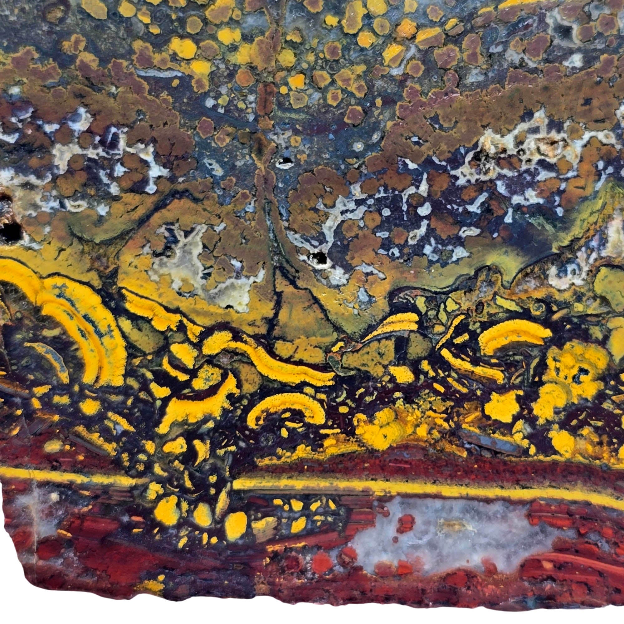 Apple Valley Jasper Slab - Devil's Toenails Fossil Oysters Stromatolites #3863-3