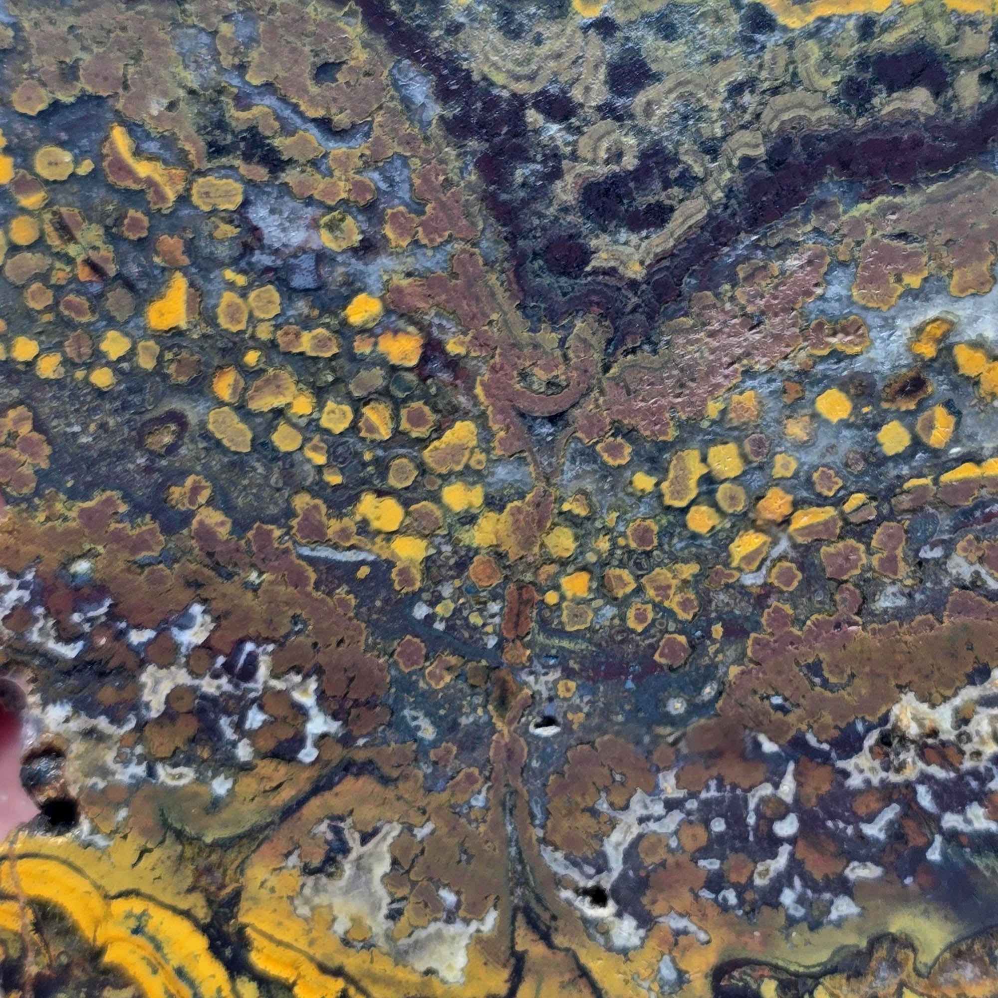 Apple Valley Jasper Slab - Devil's Toenails Fossil Oysters Stromatolites #3863-4