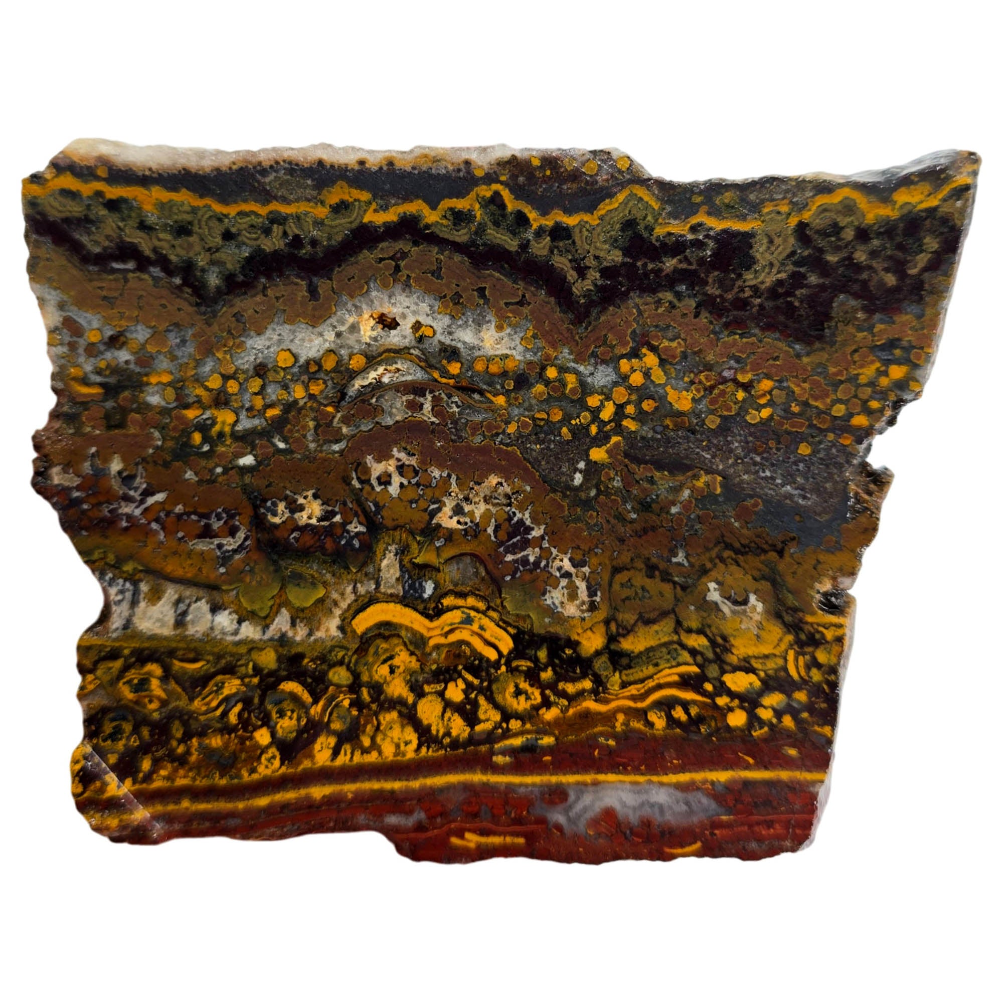 Apple Valley Jasper Slab - Devil's Toenails Fossil Oysters Stromatolites #3863-5