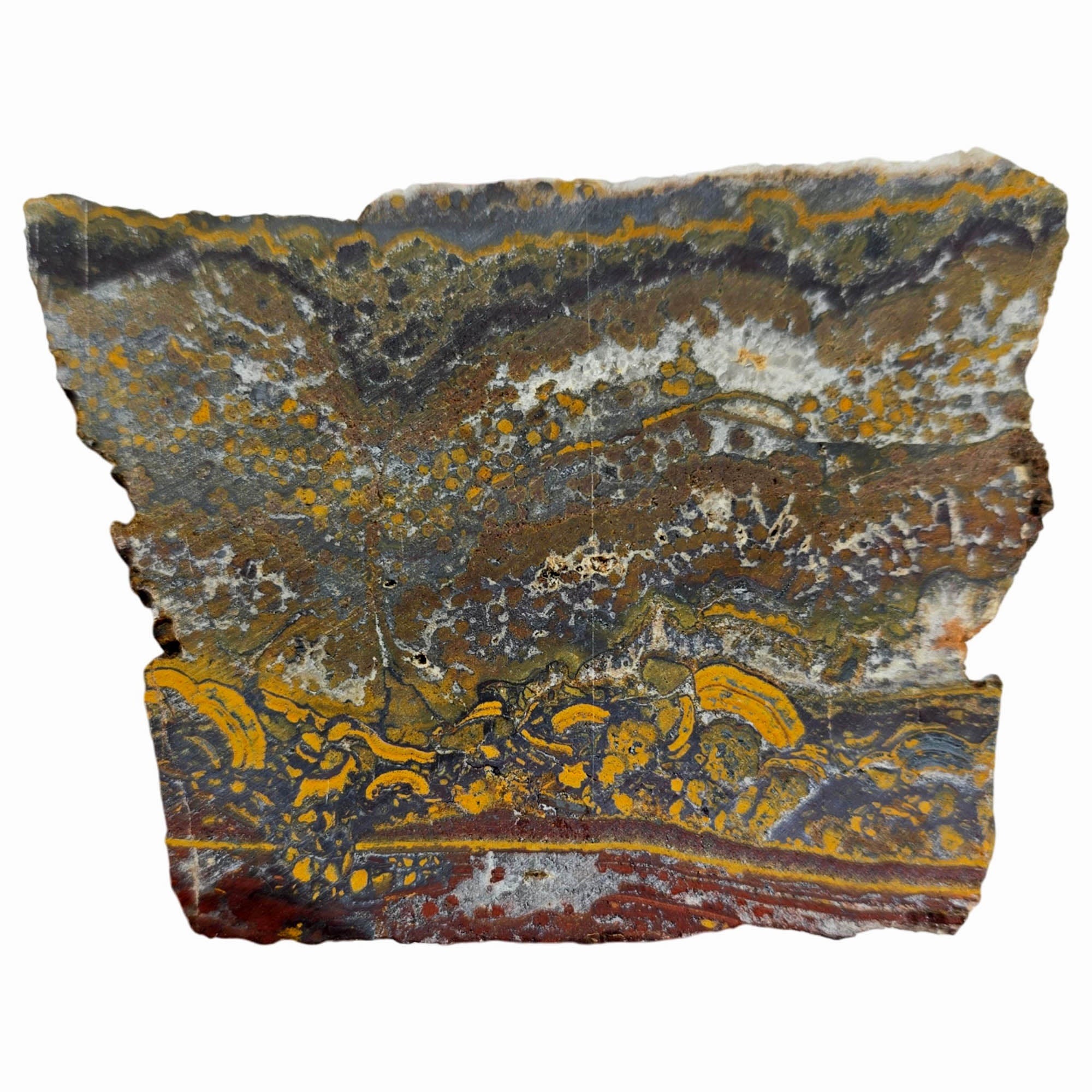 Apple Valley Jasper Slab Dry - Devil's Toenails Fossil Oysters Stromatolites #3863-6