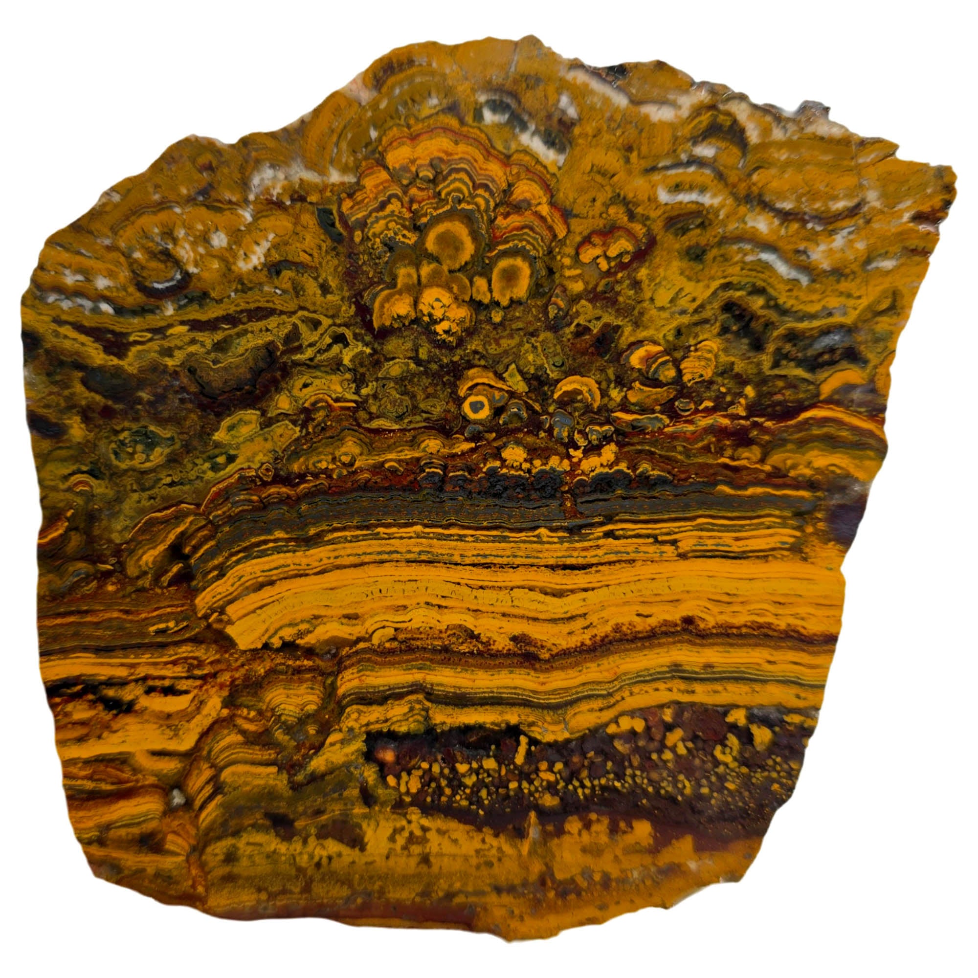 Apple Valley Jasper Slab - Gold Stromatolites Black Hematite Sahara #3866-Photo1