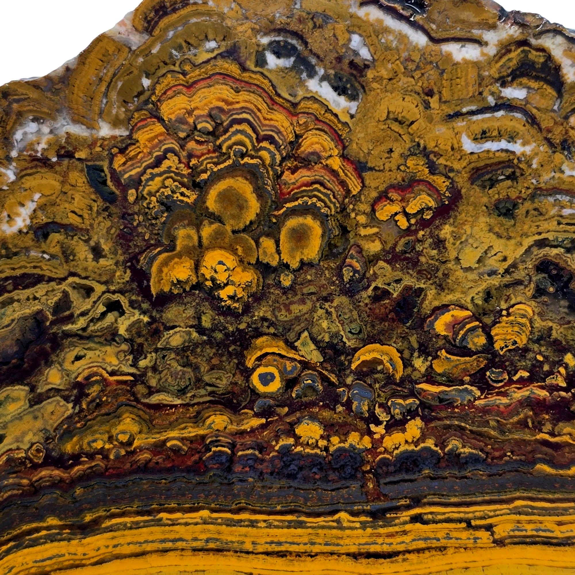 Apple Valley Jasper Slab - Gold Stromatolites Black Hematite Sahara #3866-Photo2