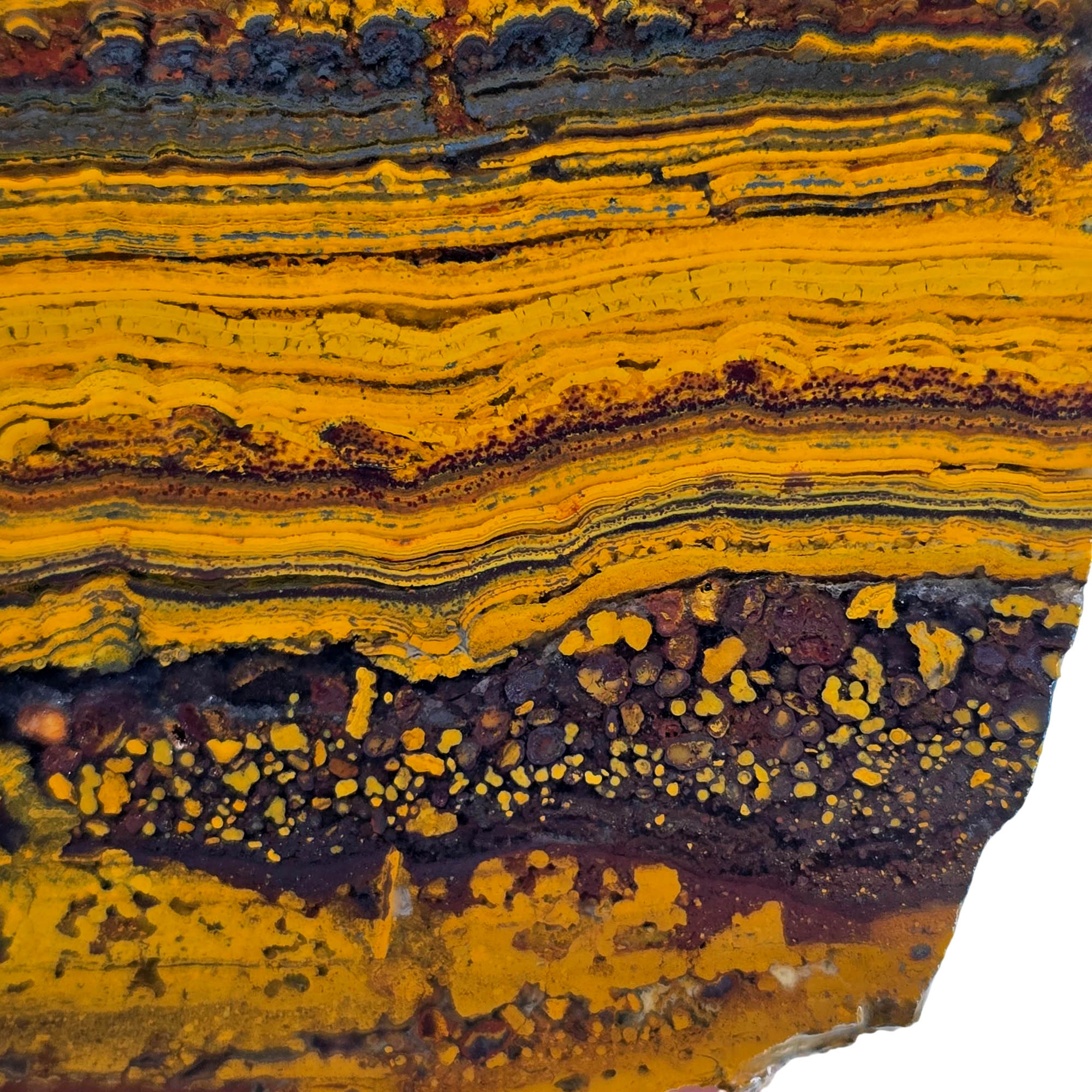 Apple Valley Jasper Slab - Gold Stromatolites Black Hematite Sahara #3866-Photo3