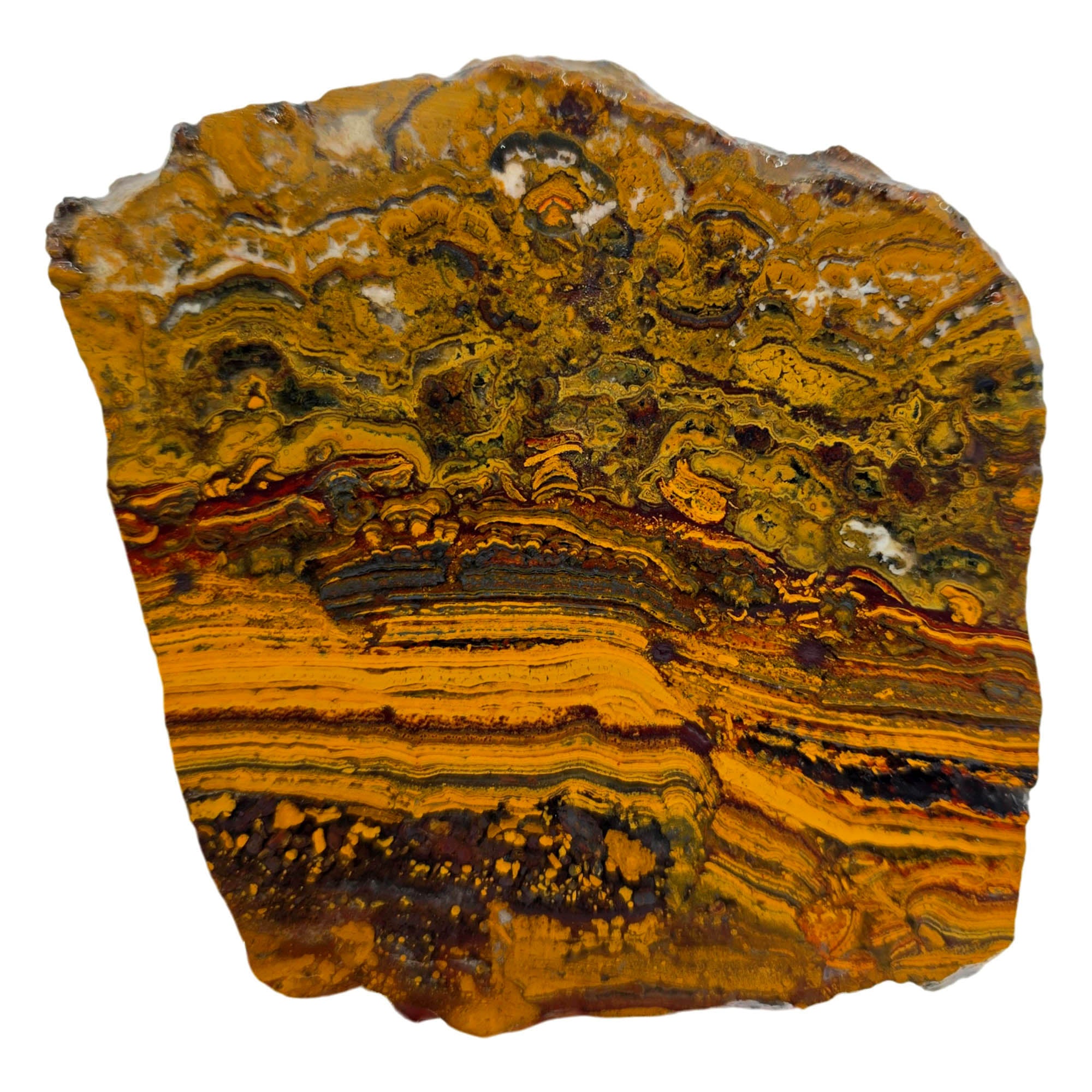 Apple Valley Jasper Slab - Gold Stromatolites Black Hematite Sahara #3866-Photo4