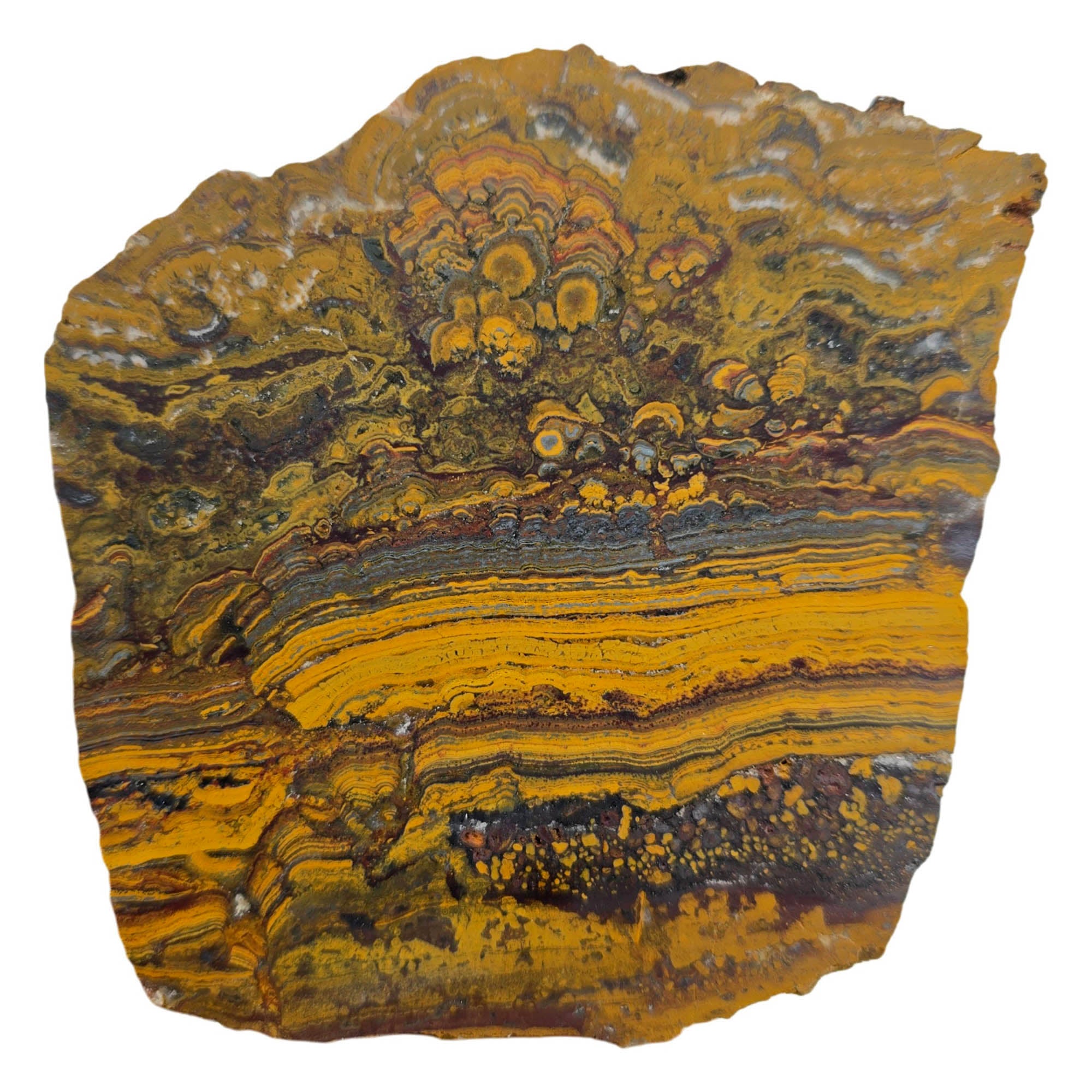 Apple Valley Jasper Slab Dry - Fossil Stromatolites Red Banding Hematite #3866-Photo5