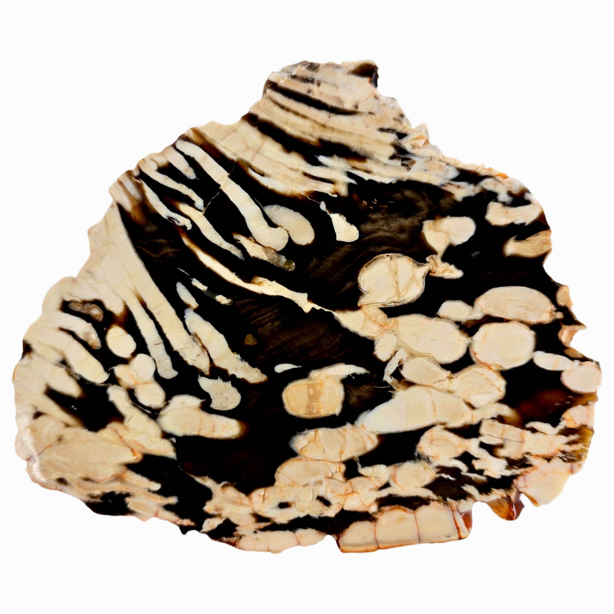 Peanut Wood Petrified Wood Slab – Teredo Shipworm Tunnels Australia #3867-Photo1