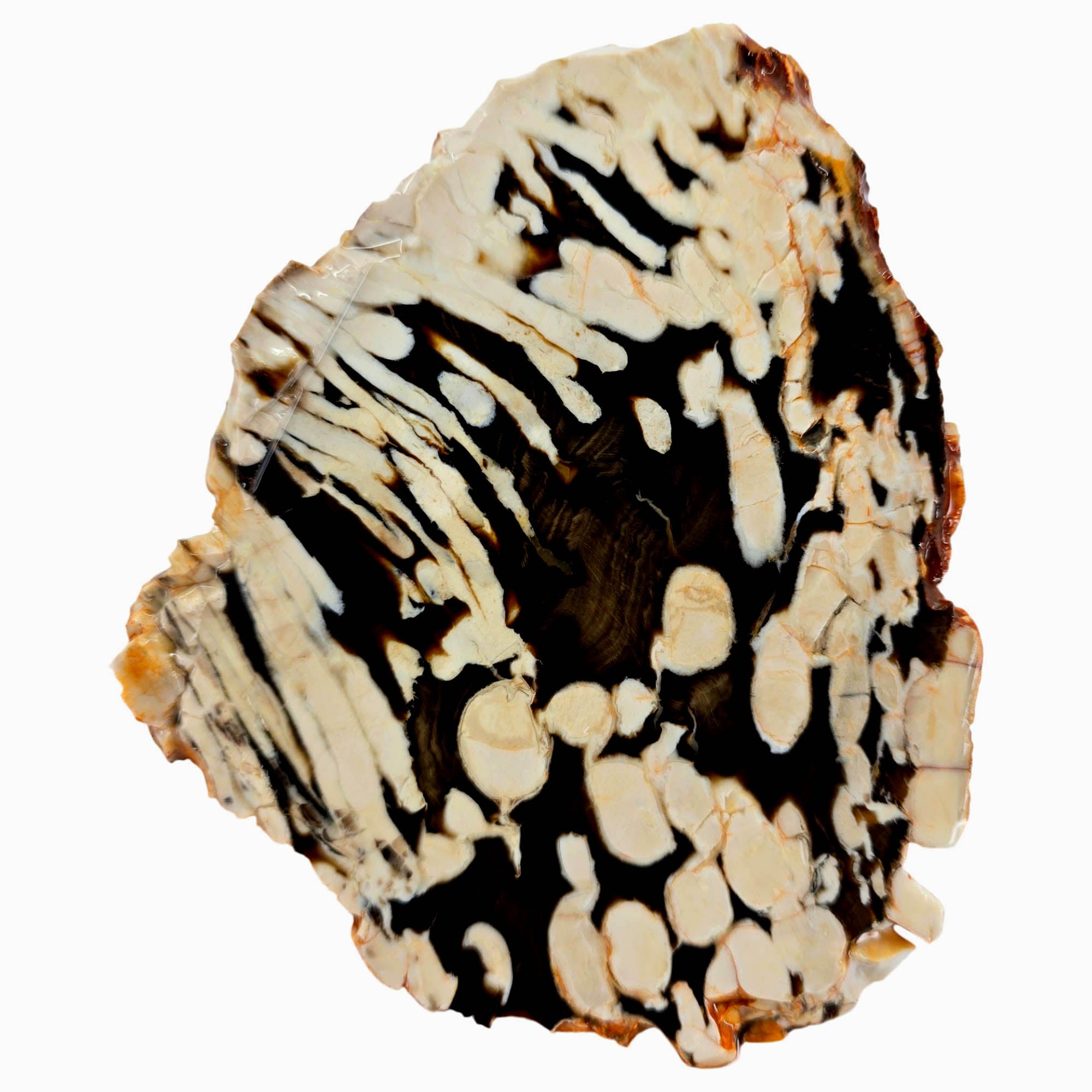 Peanut Wood Petrified Wood Slab – Teredo Shipworm Tunnels Australia #3867-Photo3