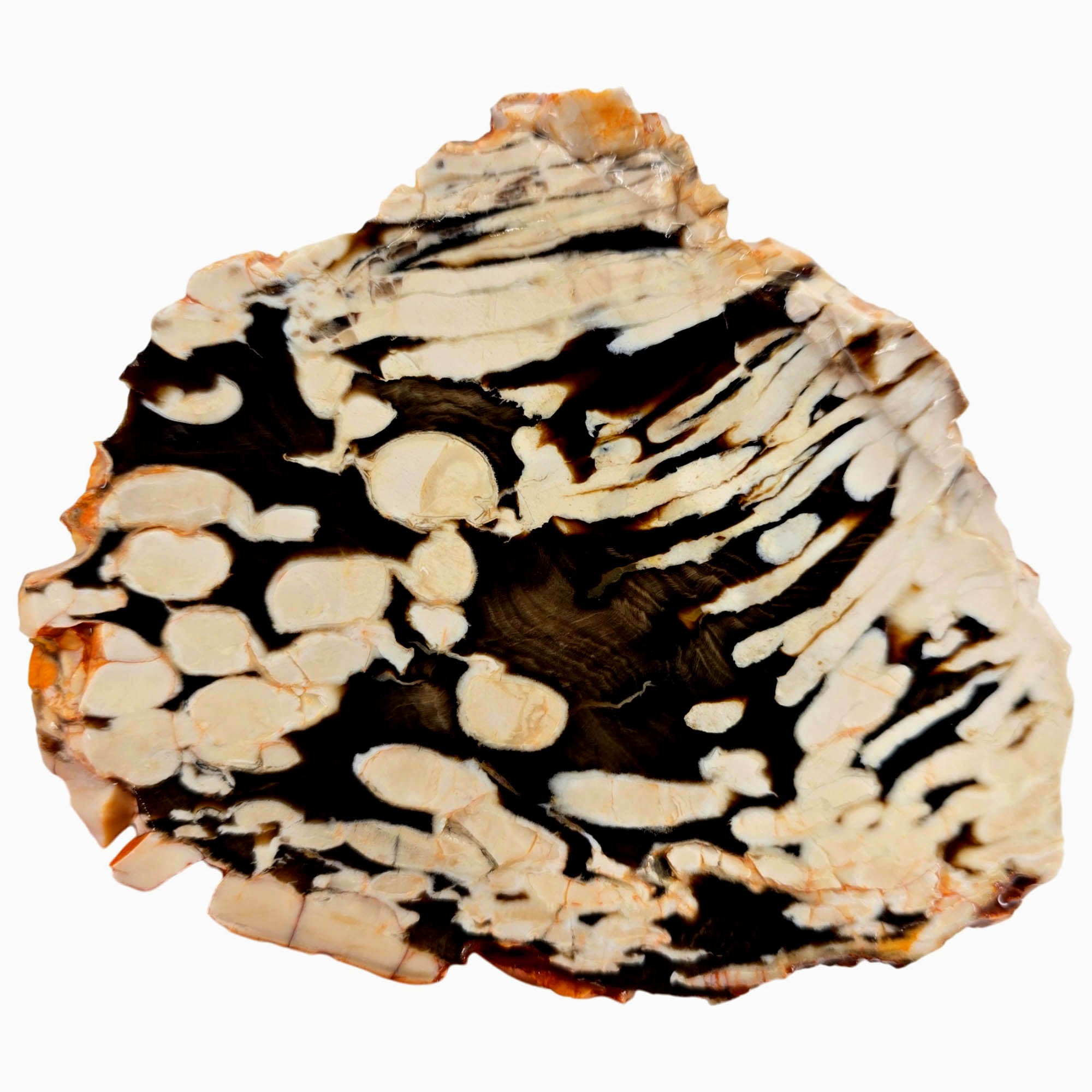 Peanut Wood Petrified Wood Slab – Teredo Shipworm Tunnels Australia #3867-Photo4