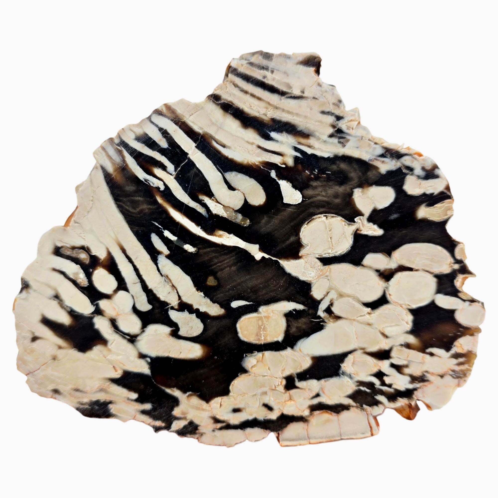 Peanut Wood Petrified Wood Slab Dry – Teredo Shipworm Tunnels Australia #3867-Photo5