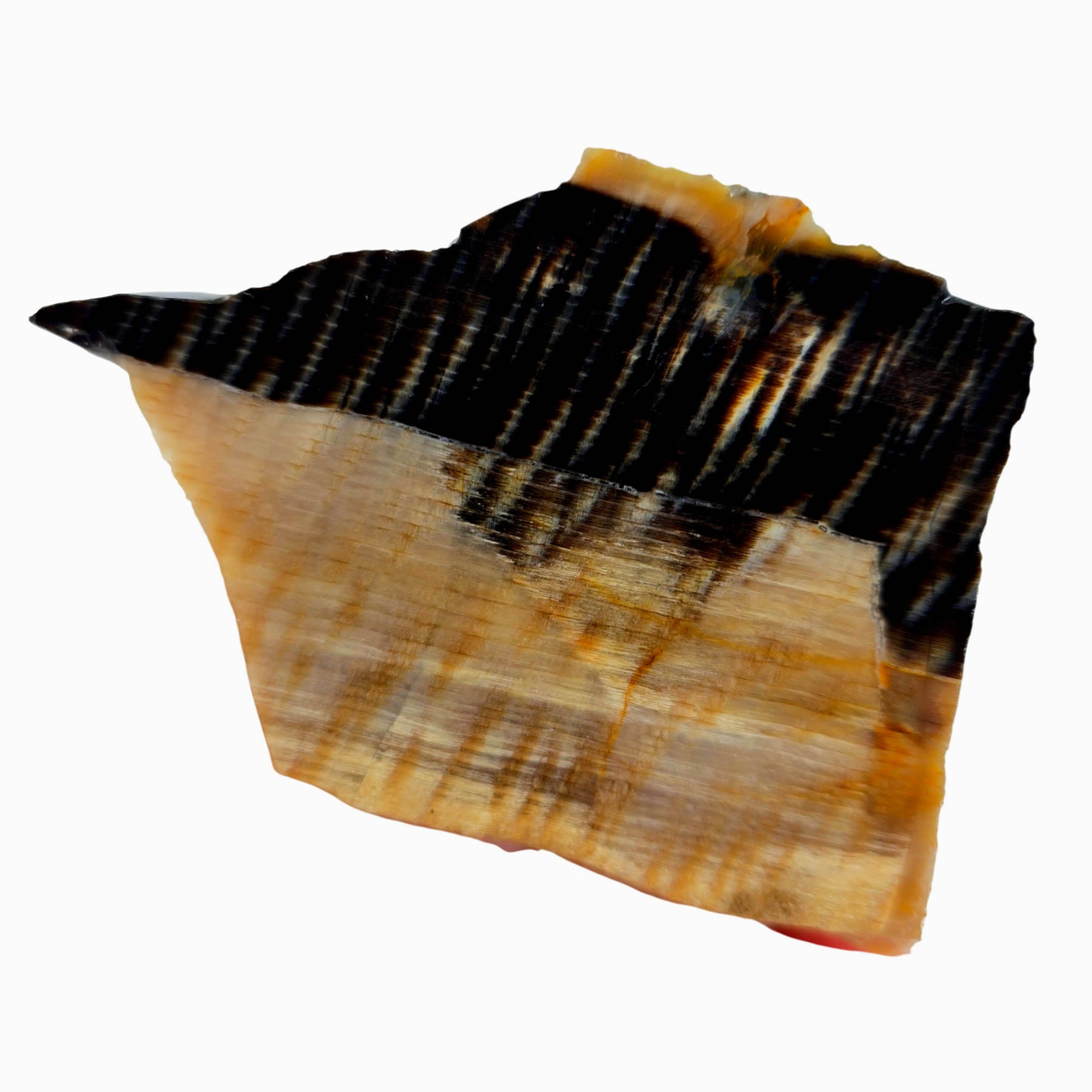 Badger Pocket Petrified Wood Slab – Opalized Sycamore Yin-Yang! #3868-Photo2