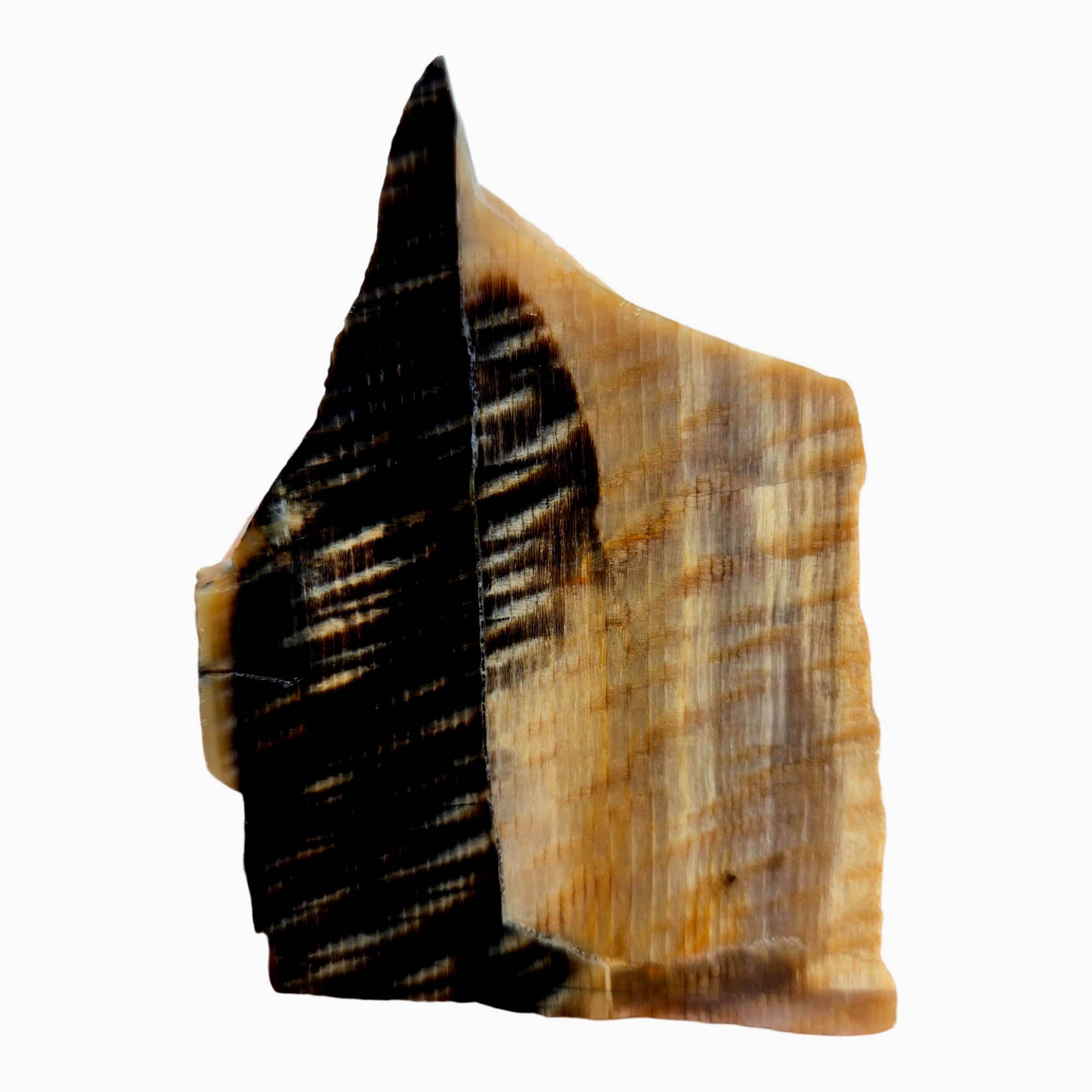 Badger Pocket Petrified Wood Slab – Opalized Sycamore Yin-Yang! #3868-Photo3