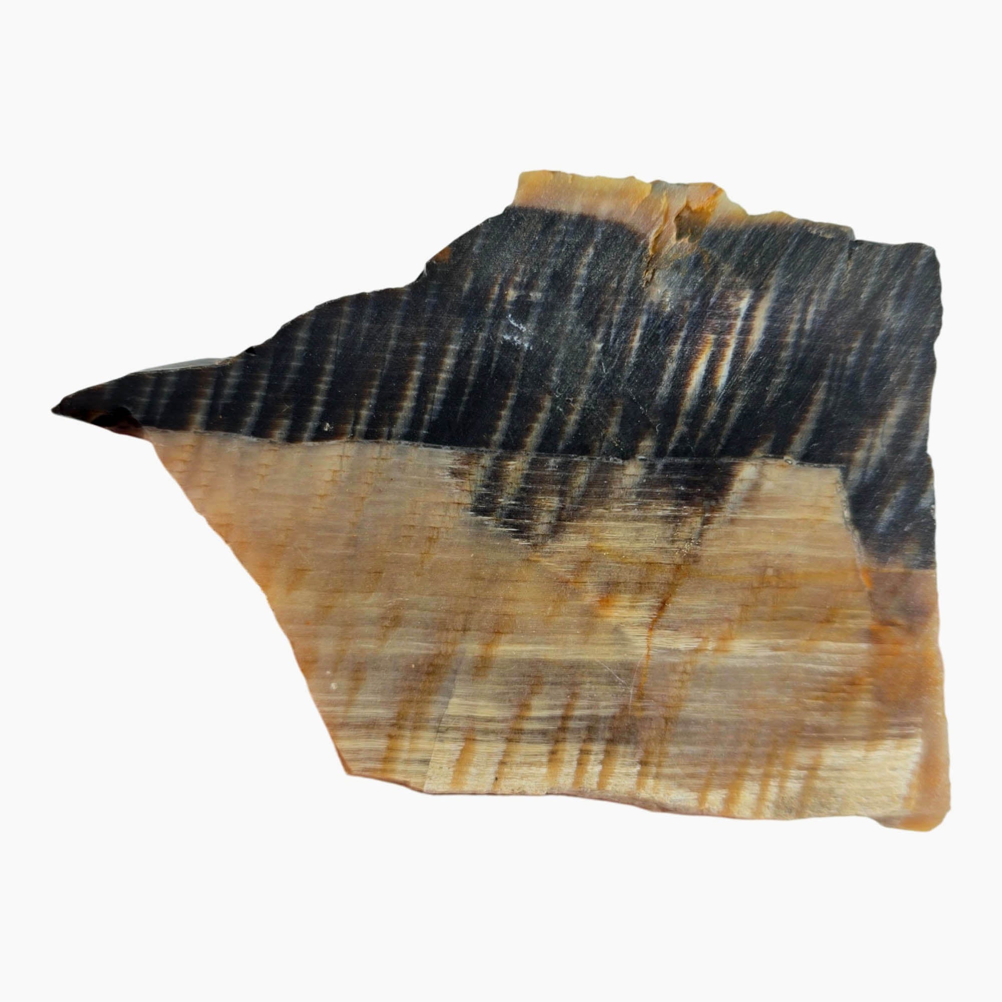 Badger Pocket Petrified Wood Slab Dry – Opalized Sycamore Yin-Yang! #3868-Photo4