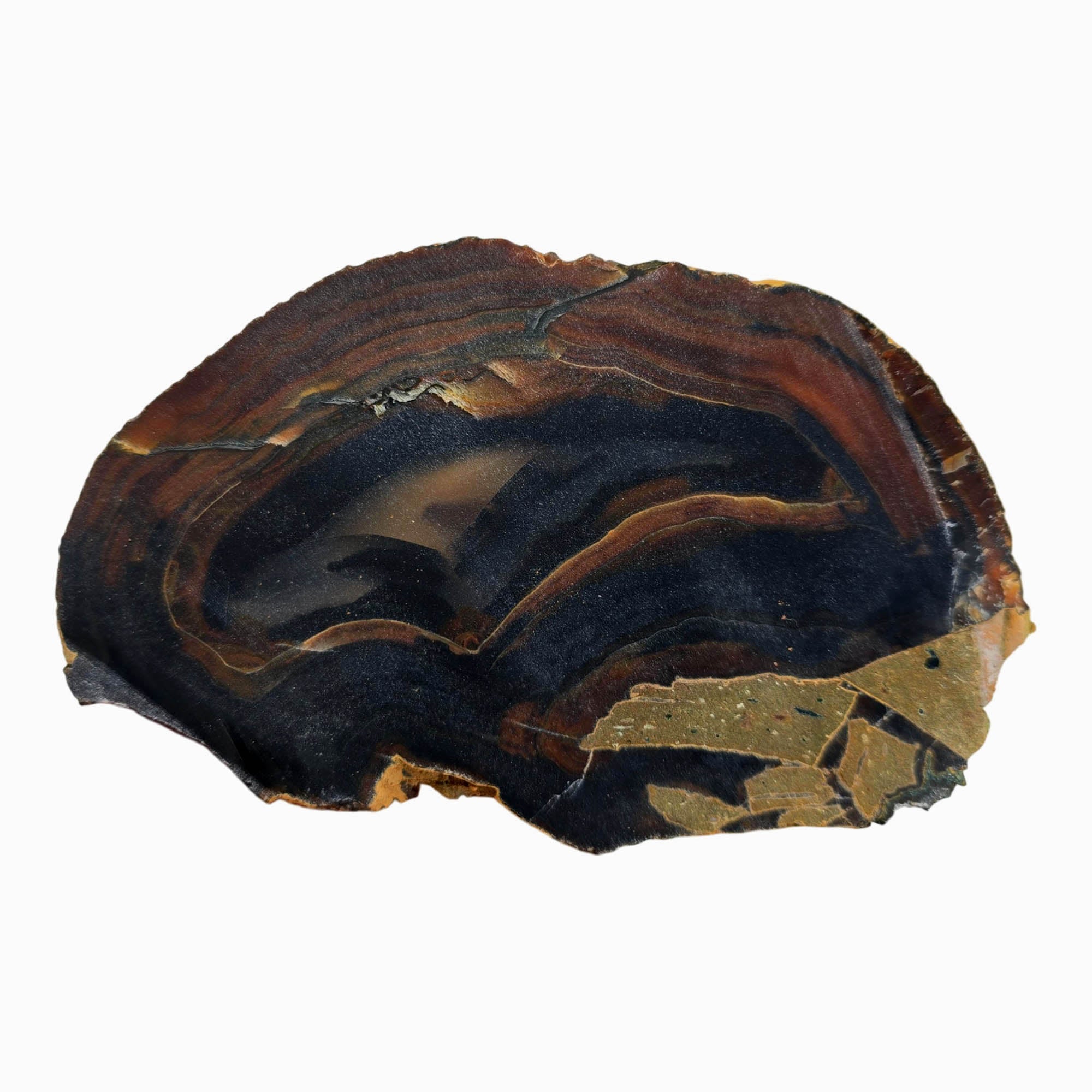 Dark Gothic Piranha Agate Slab Dry – Intense Coloration! #3870-Photo6