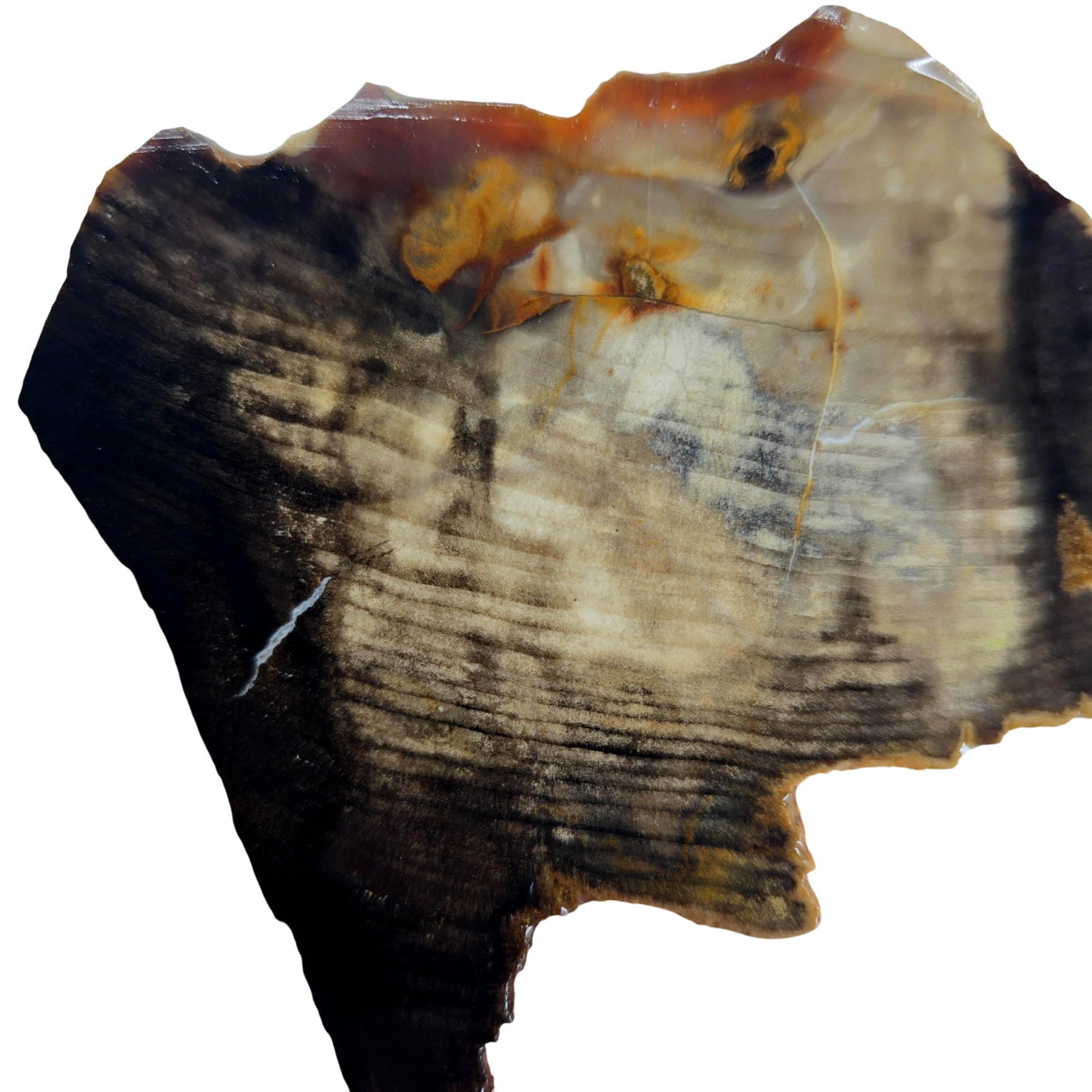 Mystery Petrified Wood Slab - Dark Rustic Contrast Estate #3876-2