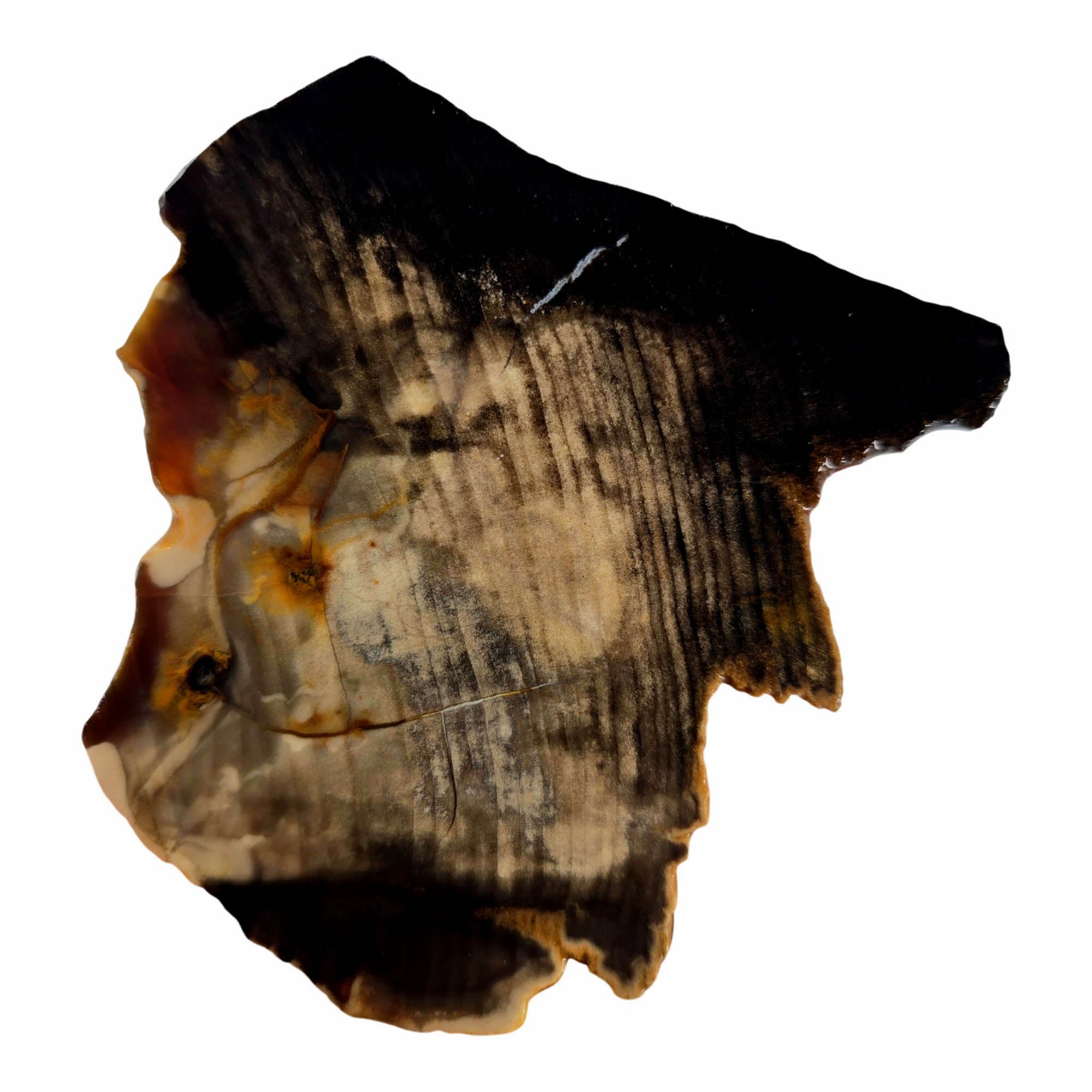 Mystery Petrified Wood Slab - Dark Rustic Contrast Estate #3876-3