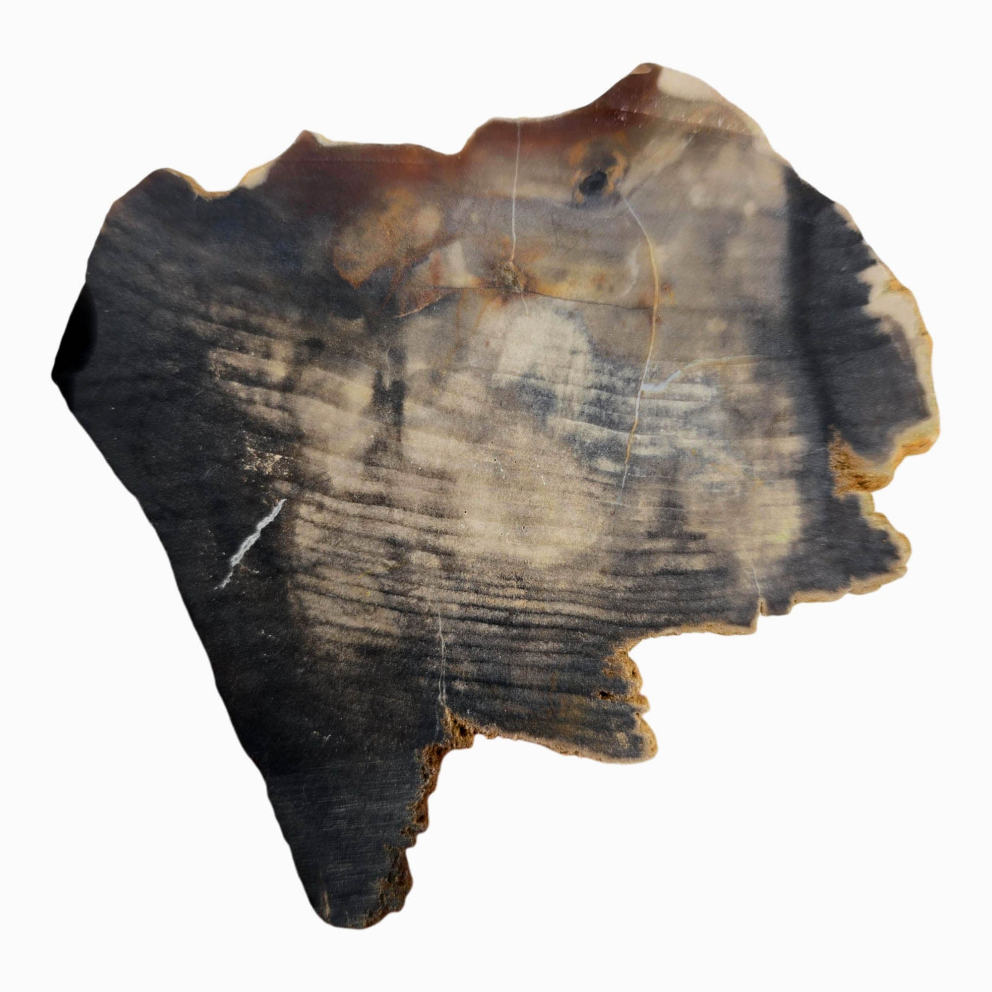 Mystery Petrified Wood Slab Dry - Dark Rustic Contrast Estate #3876-4
