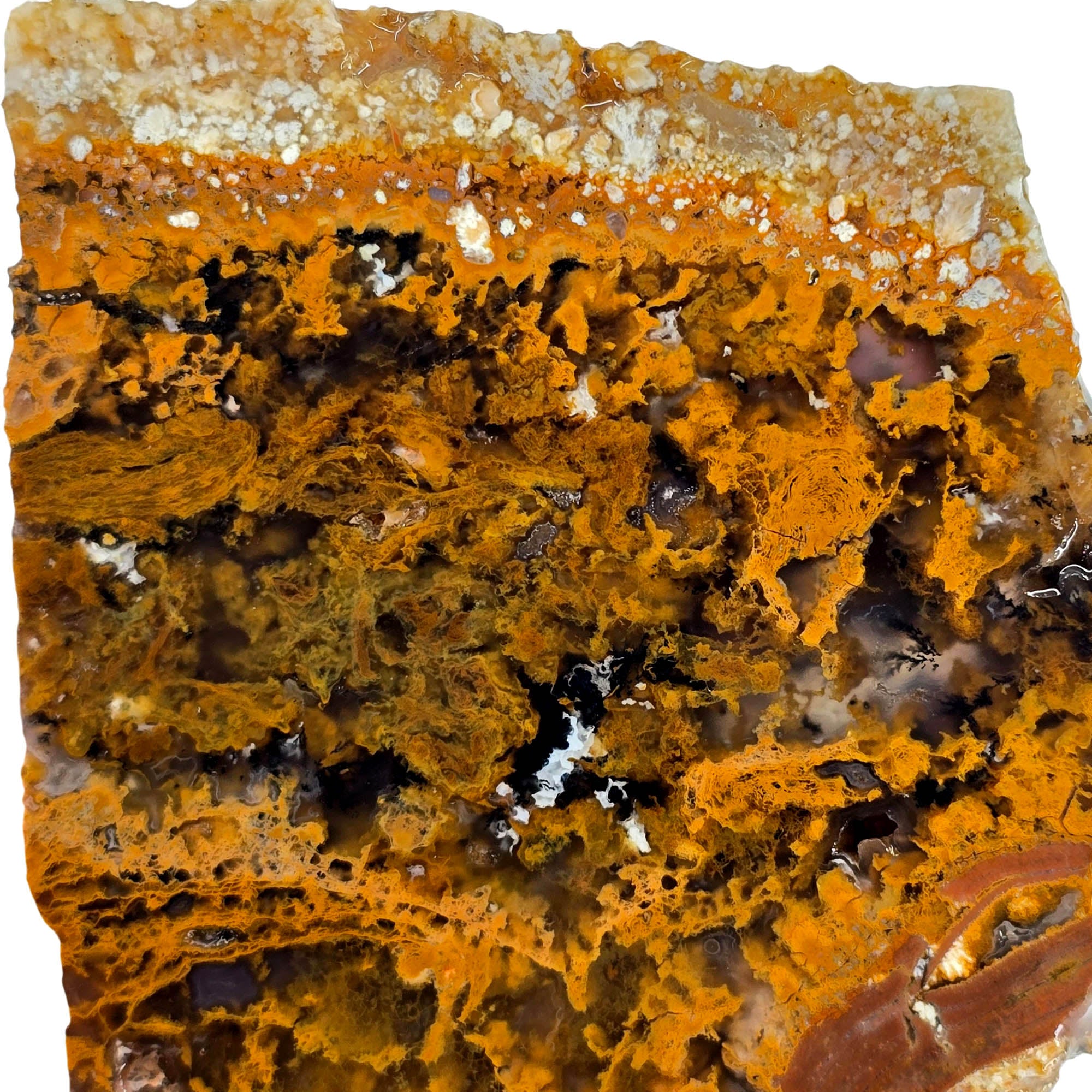 Eagle Rock Plume Agate Slab – Golden Moss Black Background Oregon #3880-Photo2