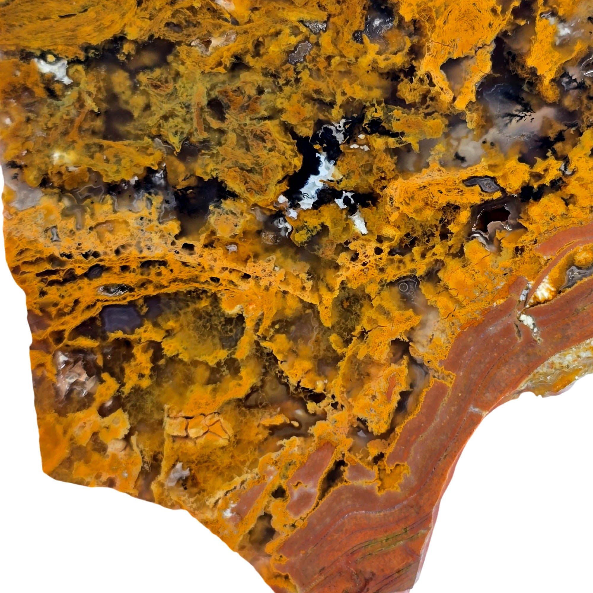 Eagle Rock Plume Agate Slab – Golden Moss Black Background Oregon #3880-Photo3
