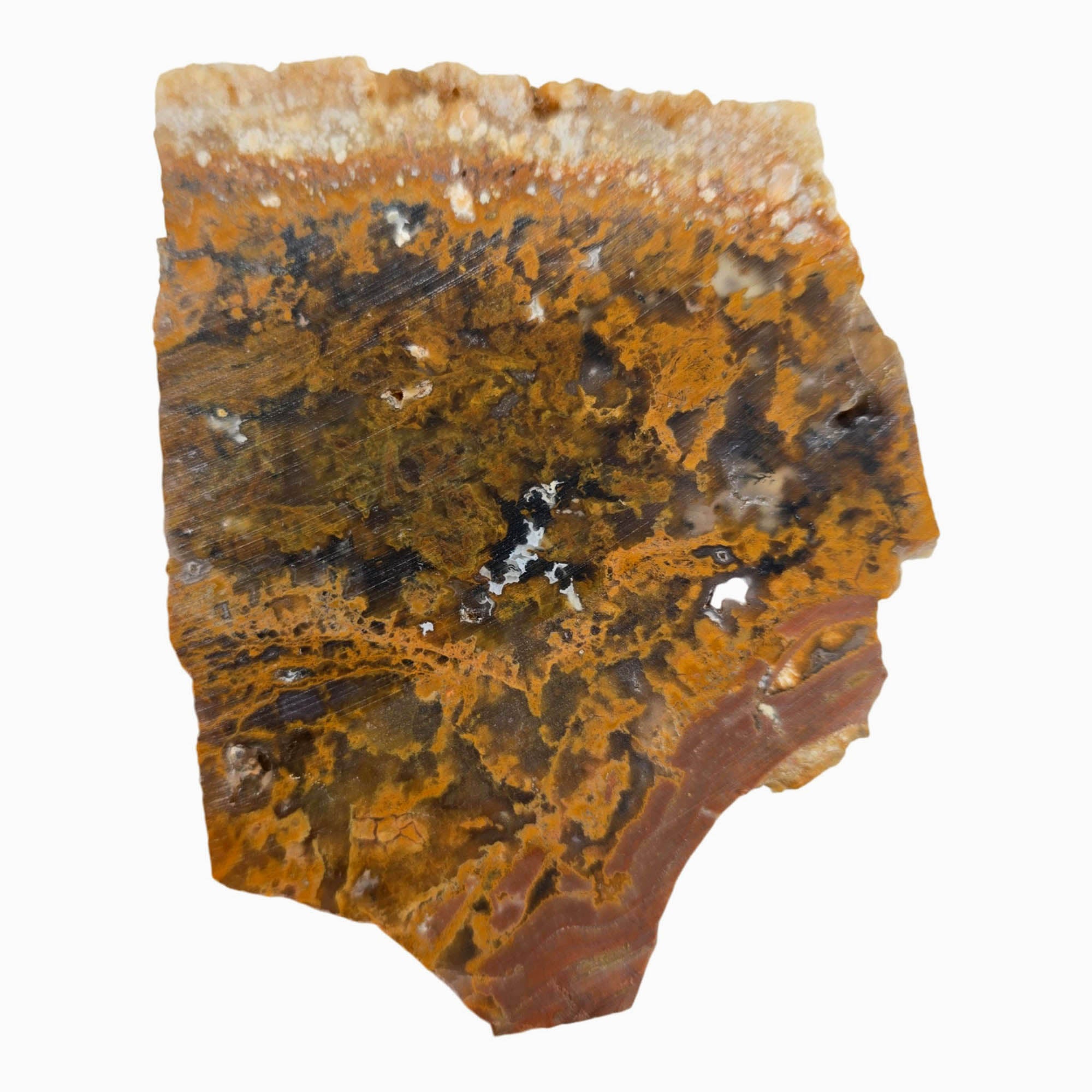 Eagle Rock Plume Agate Slab Dry – Golden Moss Black Background Oregon #3880-Photo5