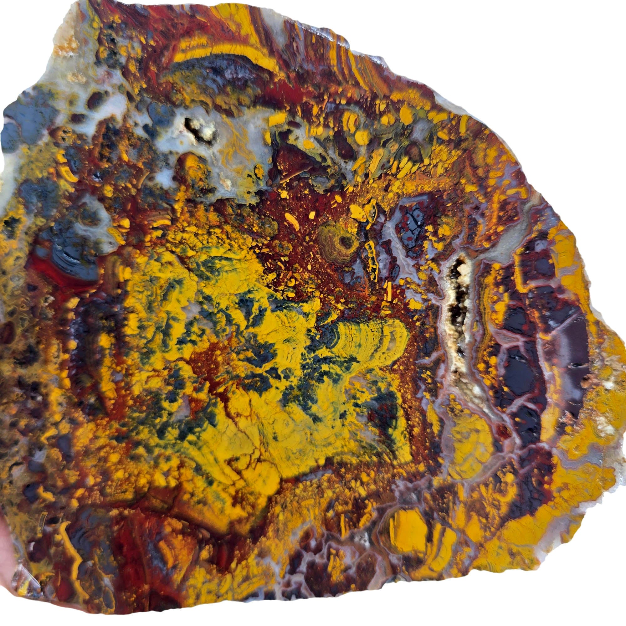 Apple Valley Jasper Slab – Hematite Flowering Fossil Oysters Sahara! #3882-Photo2