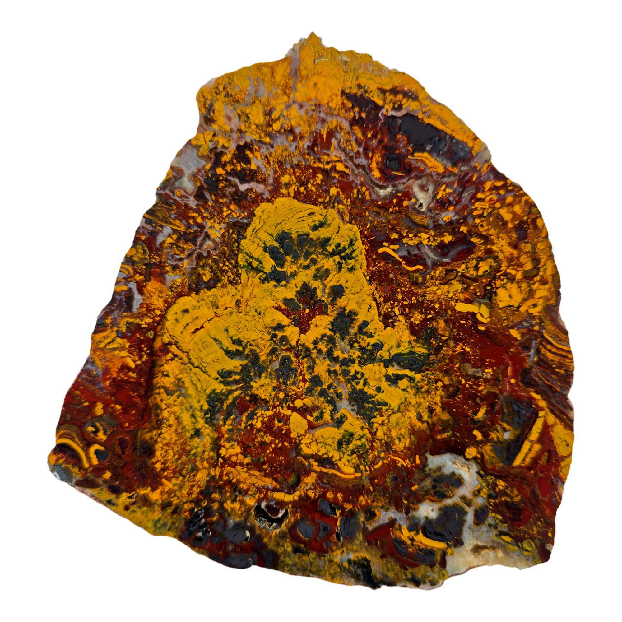 Apple Valley Jasper Slab – Hematite Flowering Fossil Oysters Sahara! #3882-Photo3