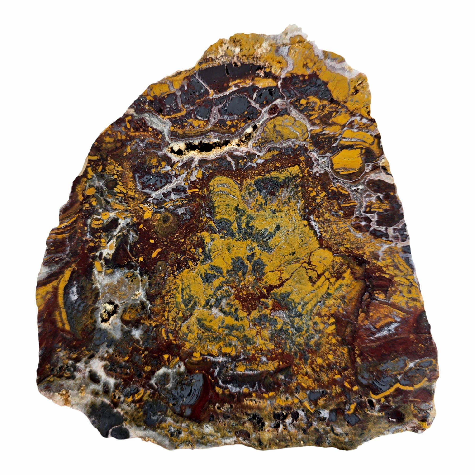 Apple Valley Jasper Slab Dry – Hematite Flowering Fossil Oysters! #3882-Photo4