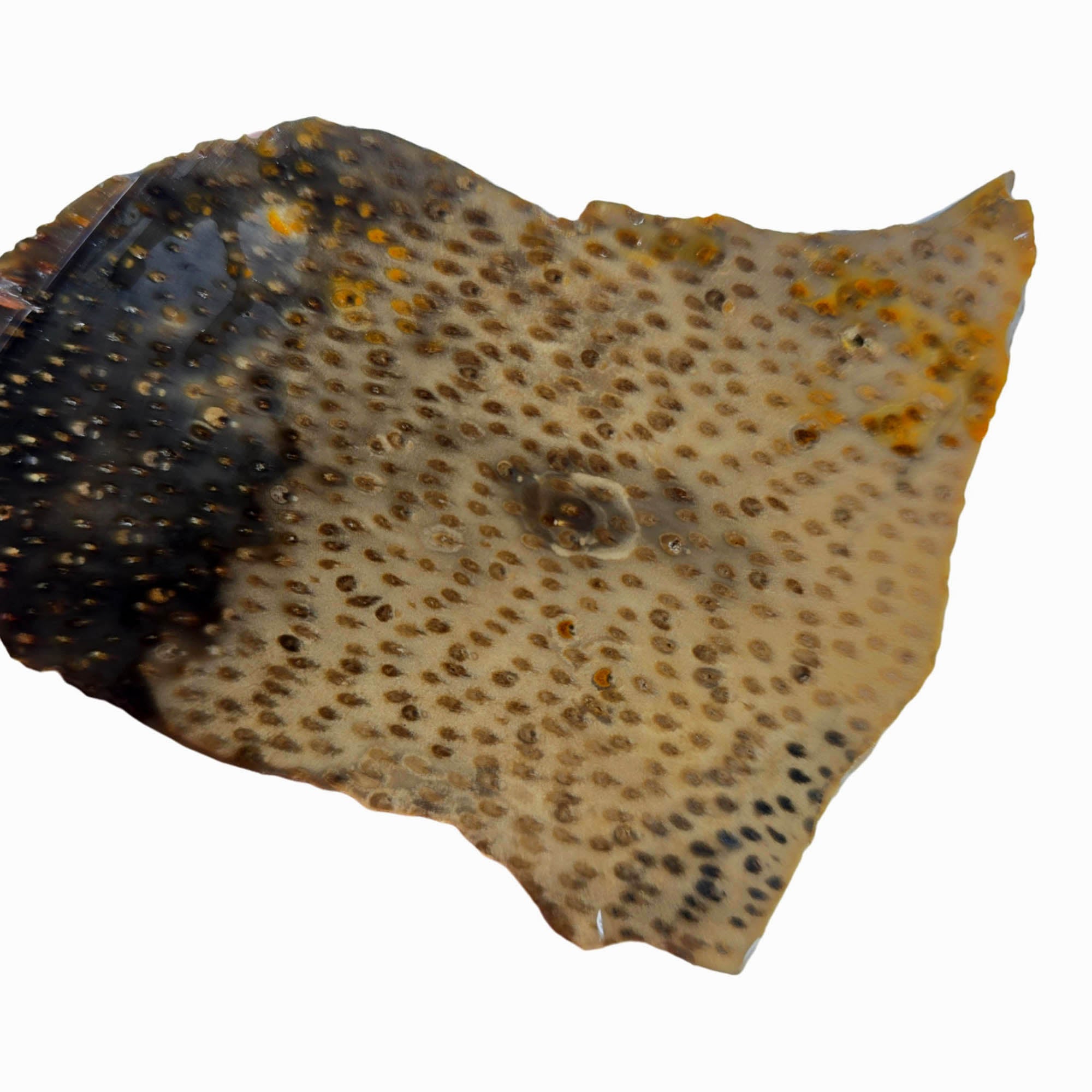 Indonesian Petrified Palm Wood Slab – Pinpoint Detail Crystal Inclusions! #3885-Photo2