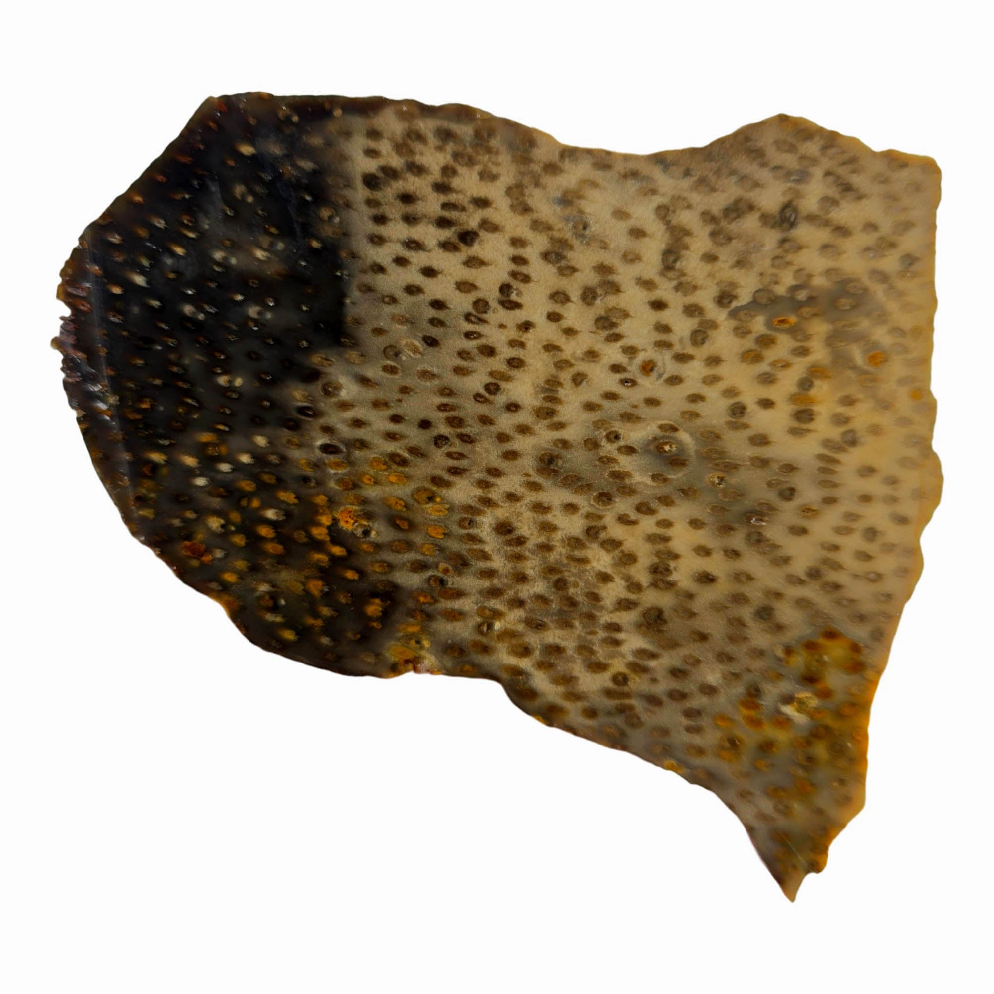 Indonesian Petrified Palm Wood Slab – Pinpoint Detail Crystal Inclusions! #3885-Photo3