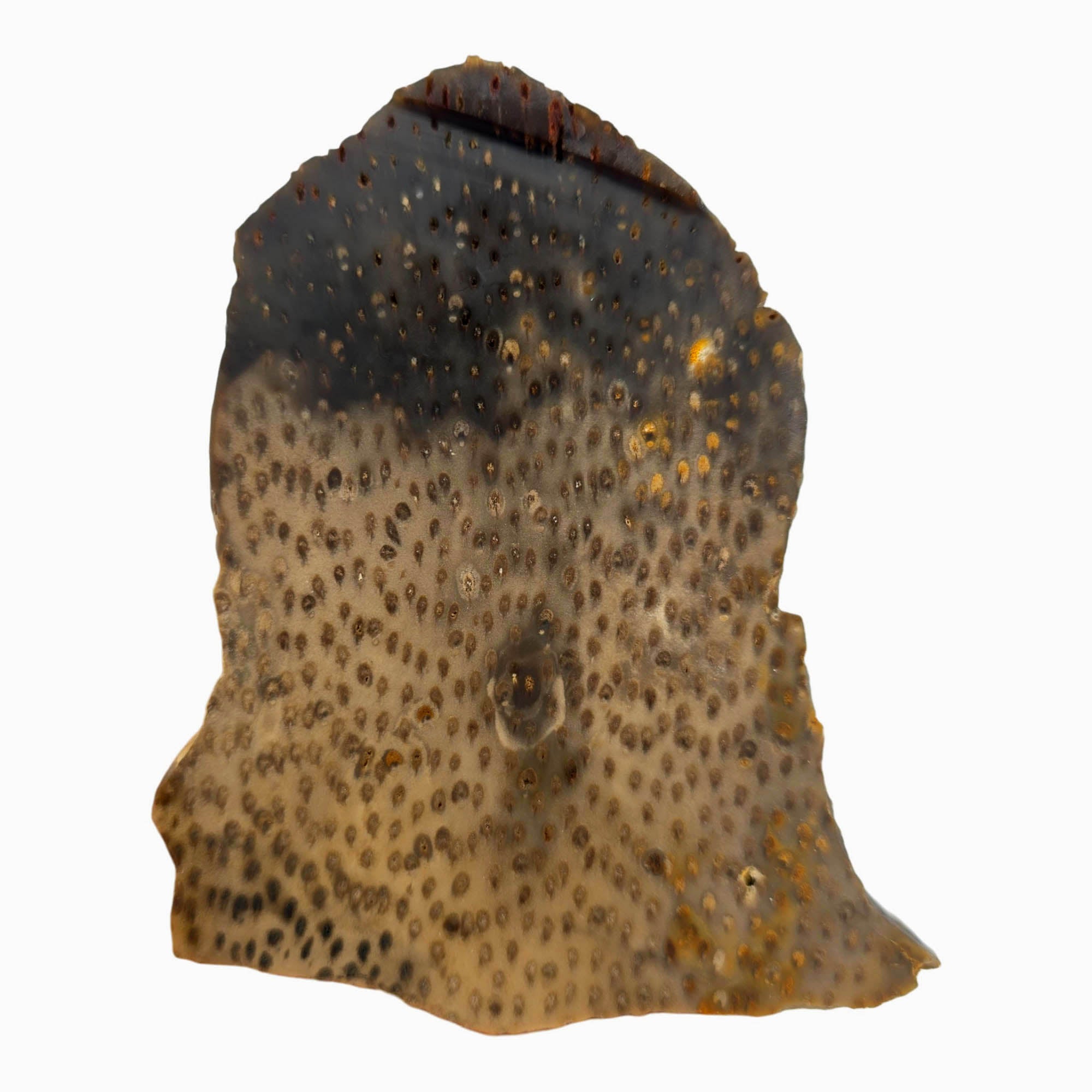 Indonesian Petrified Palm Wood Slab Dry – Pinpoint Detail Crystal Inclusions! #3885-Photo4