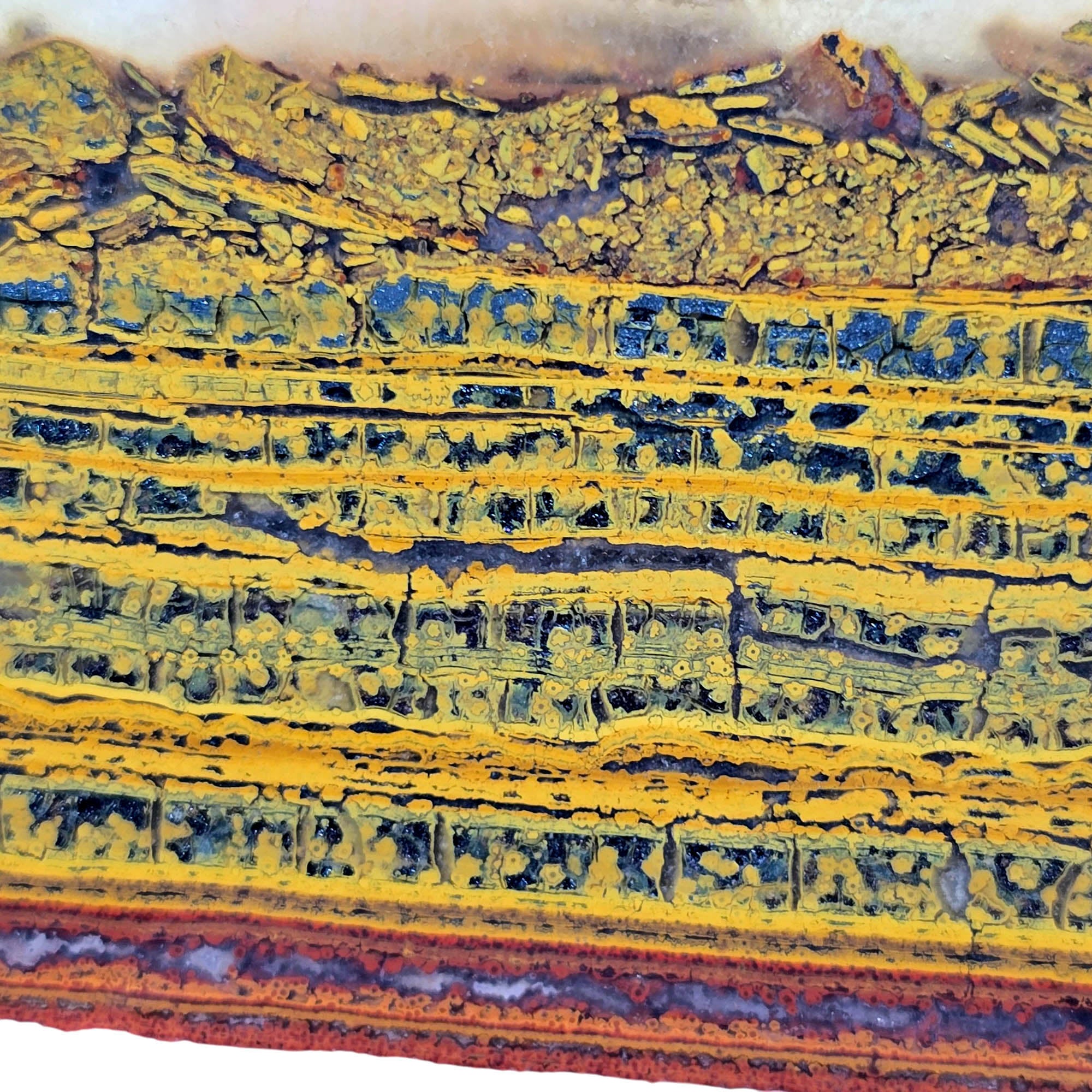 Apple Valley Jasper Slab - Sparkly Stromatolite Colony Formations Sahara #3887-Photo4