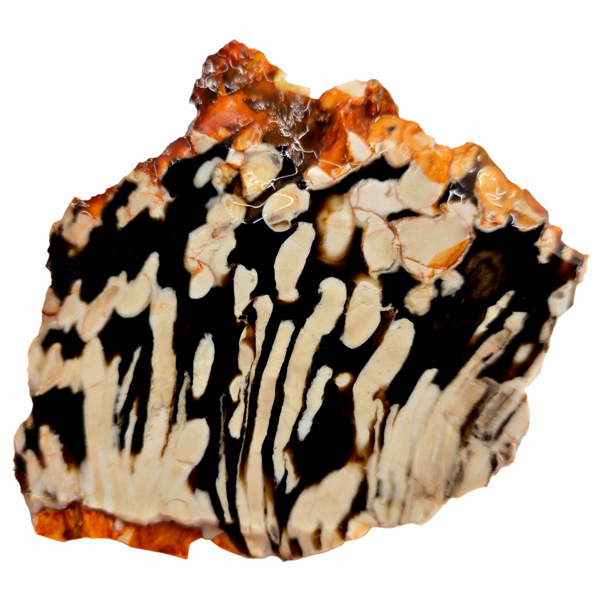 Peanut Wood Petrified Wood Slab – Elongated Black White Pattern! #3889-Photo2