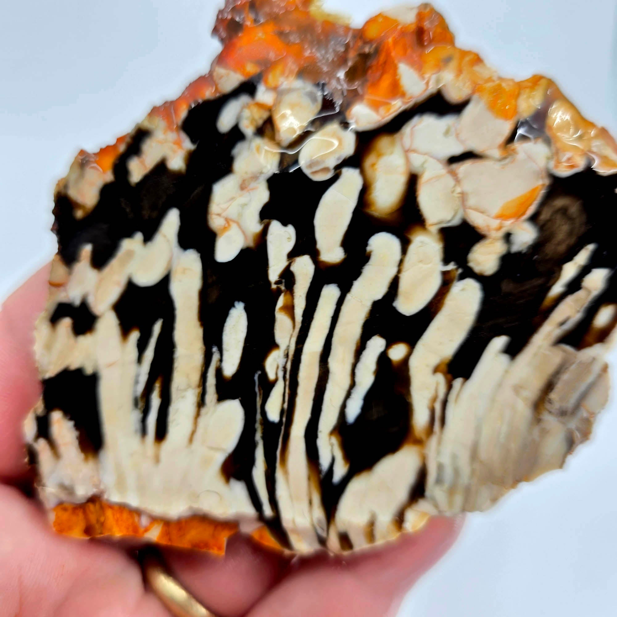 Peanut Wood Petrified Wood Slab – Elongated Black White Pattern! #3889-Photo3