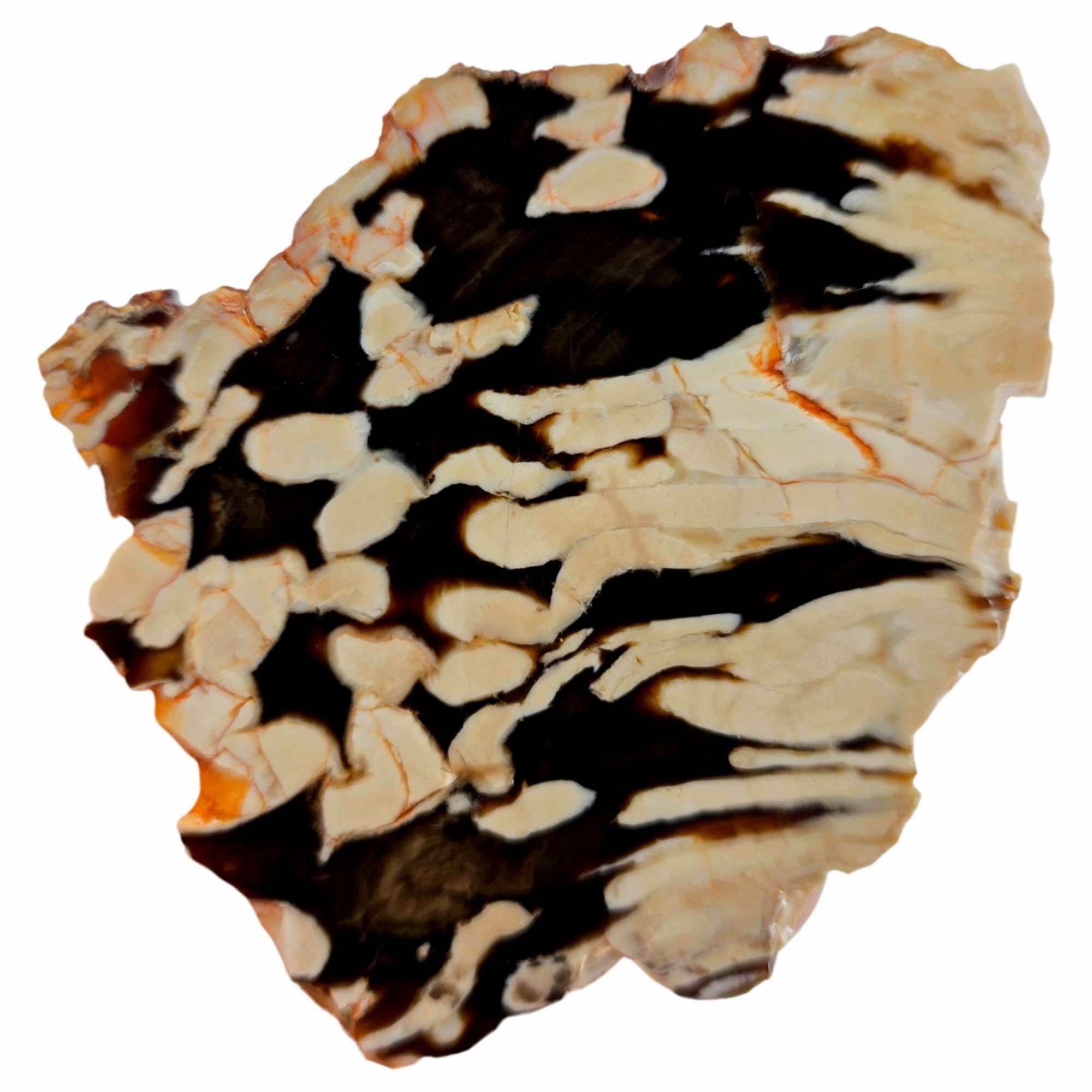 Peanut Wood Petrified Wood Slab – Elongated Black White Pattern! #3889-Photo4