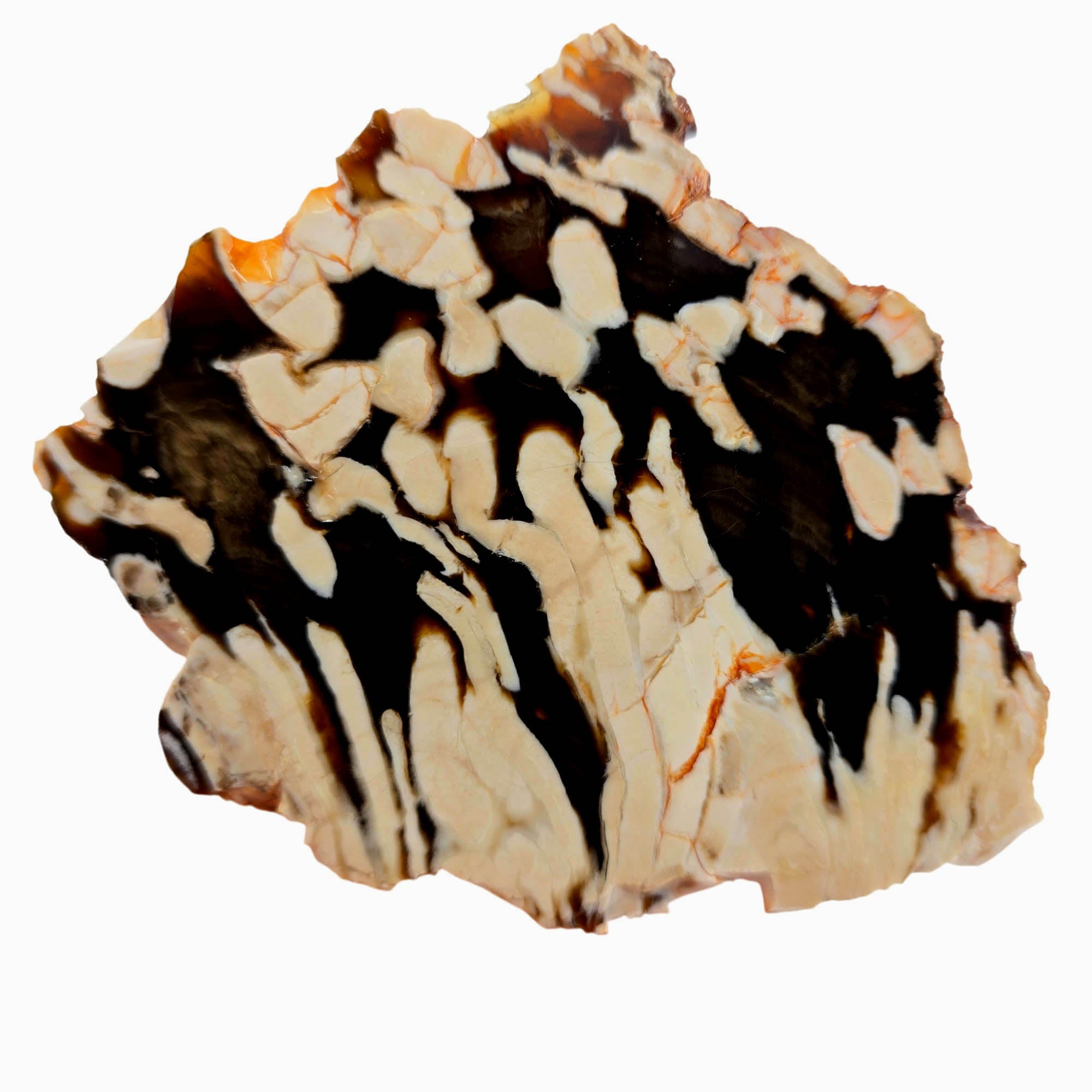 Peanut Wood Petrified Wood Slab – Elongated Black White Pattern! #3889-Photo5