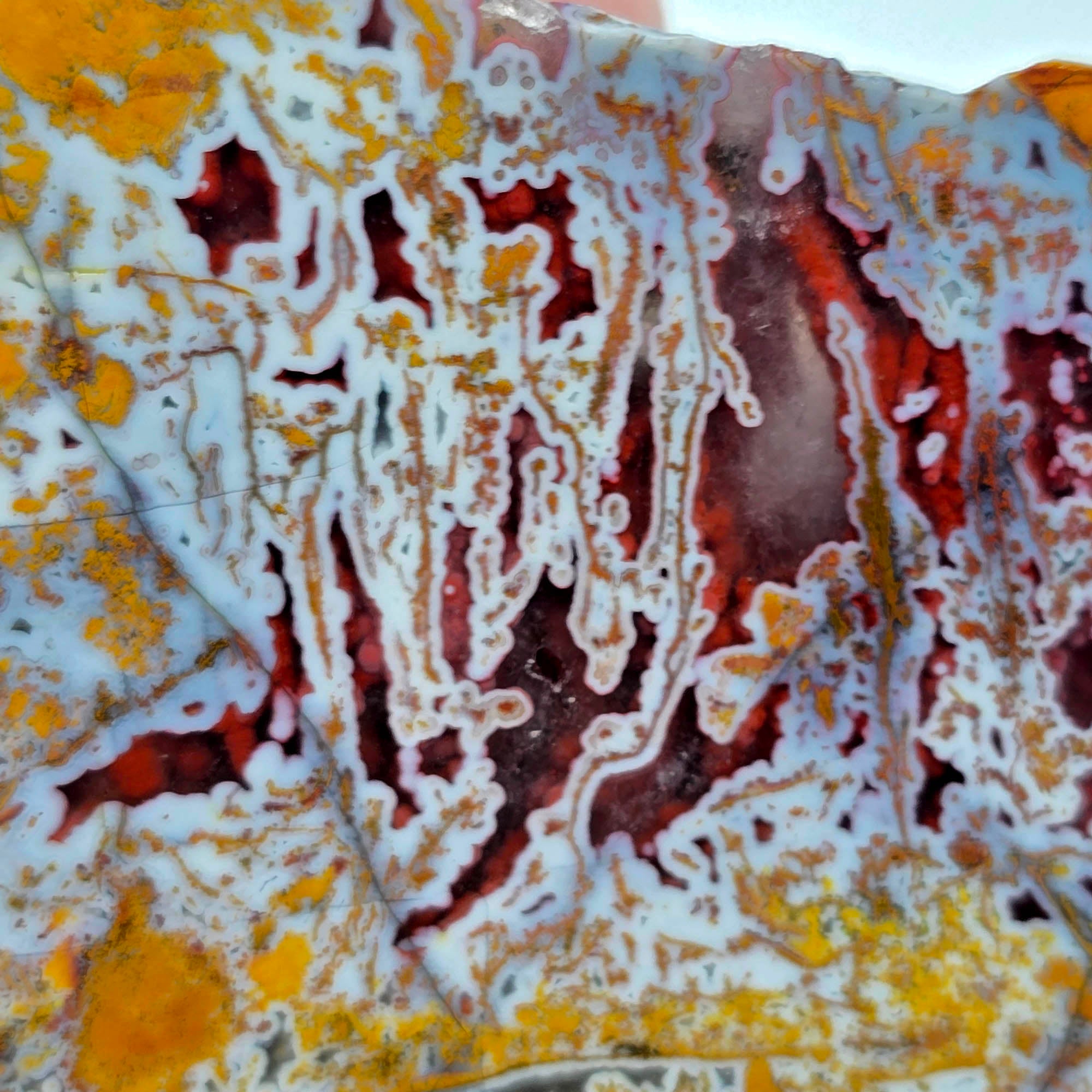 Apple Valley Agate Slab - Rare Blood Red Pseudomorphic Tubes Morocco #3891-Photo6