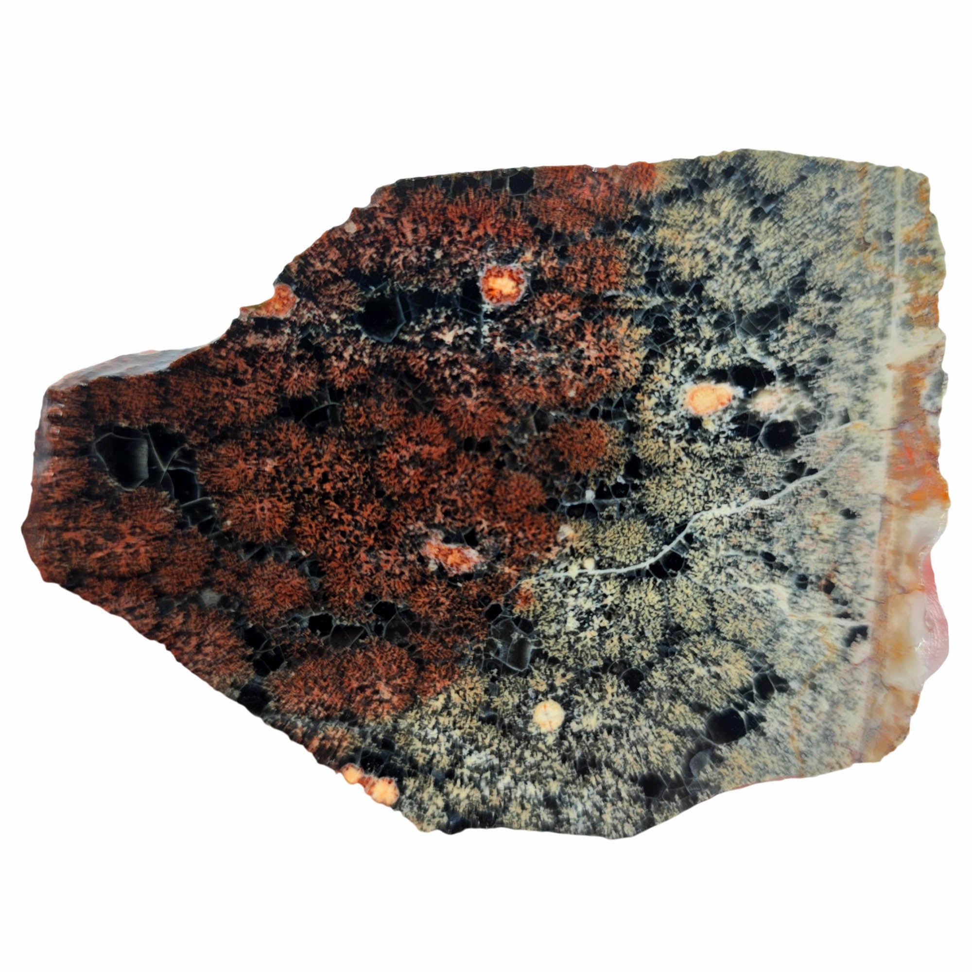 Flower Obsidian Slab - Dual-Tone Black White Red Fireworks Pattern #3892-Photo3