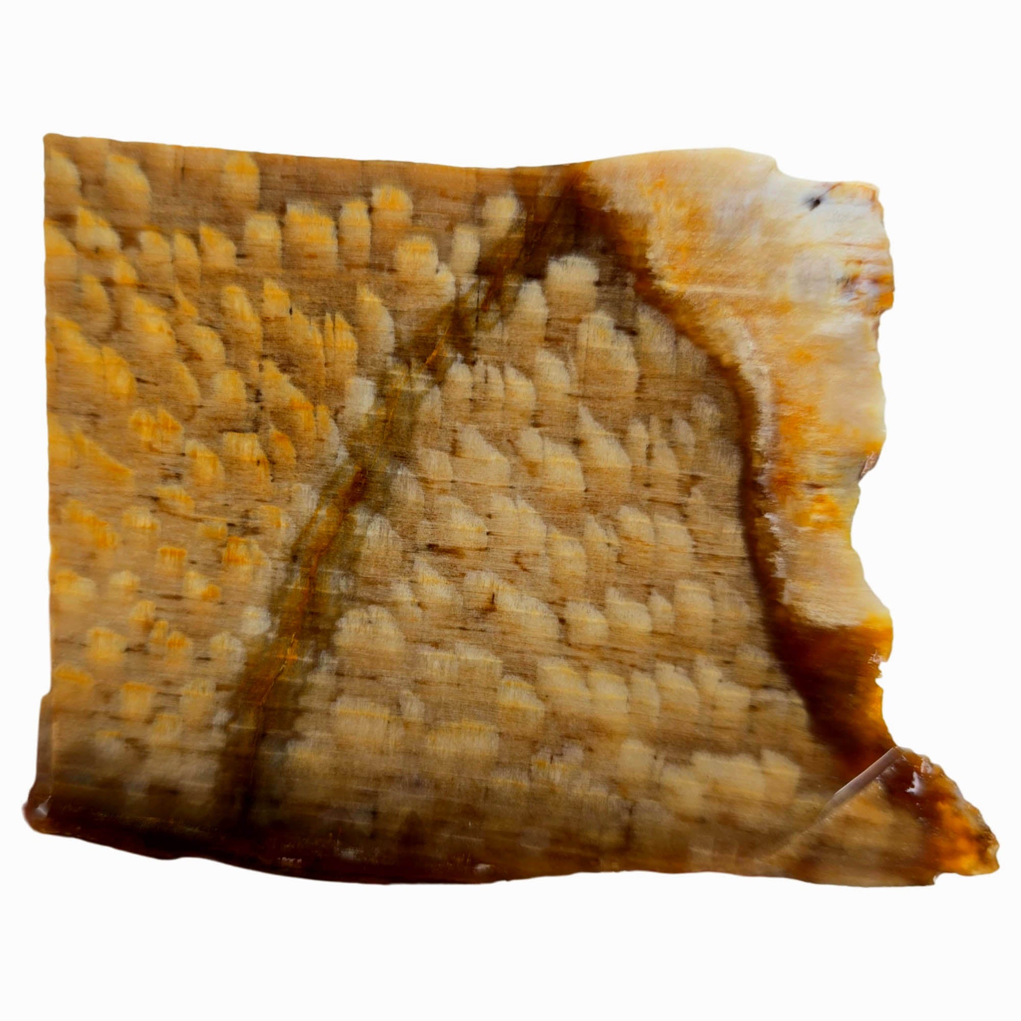 Badger Pocket Petrified Wood Slab – Prime Sycamore Pattern Washington! #3898-Photo2