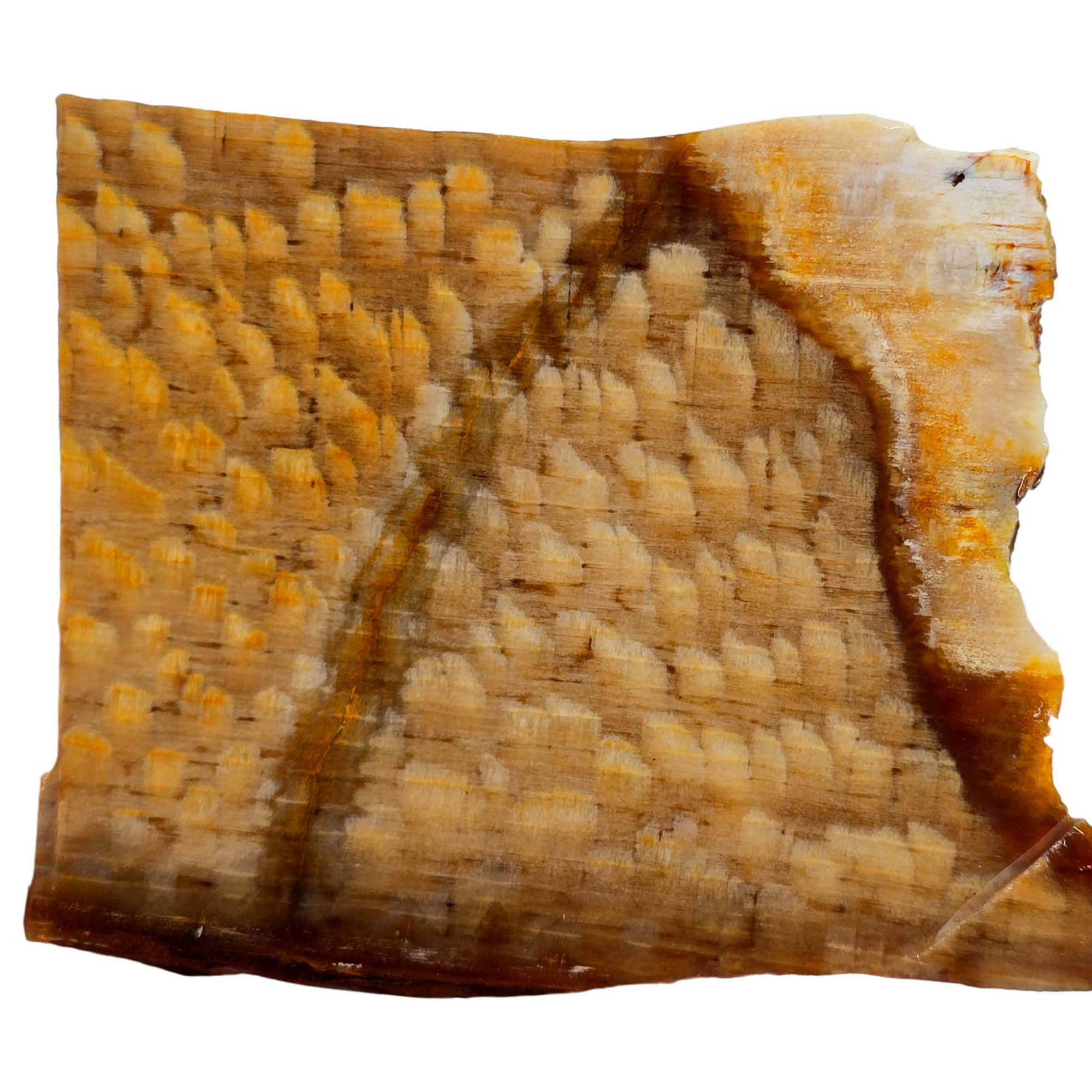 Badger Pocket Petrified Wood Slab – Prime Sycamore Pattern Washington! #3898-Photo3