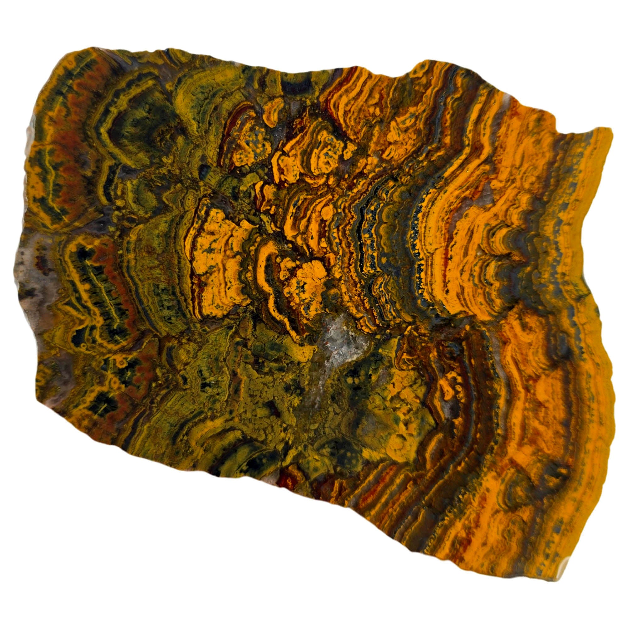 Apple Valley Jasper Slab – Hematite Flowers Wavy Lines Stromatolite #3899-Photo3