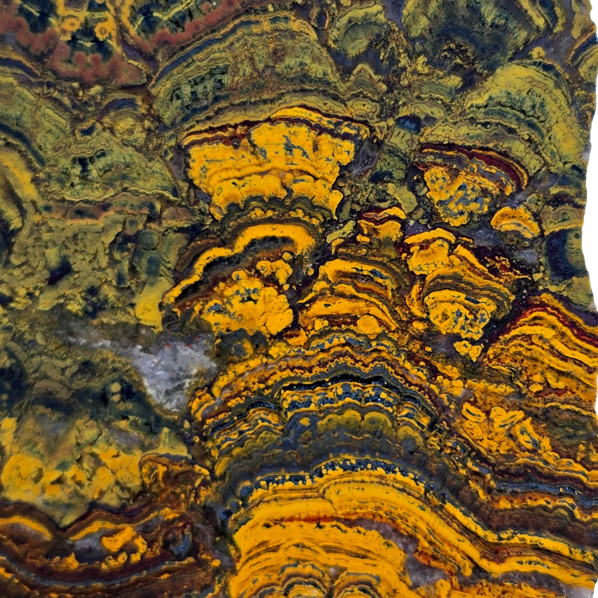 Apple Valley Jasper Slab – Hematite Flowers Wavy Lines Stromatolite #3899-Photo5