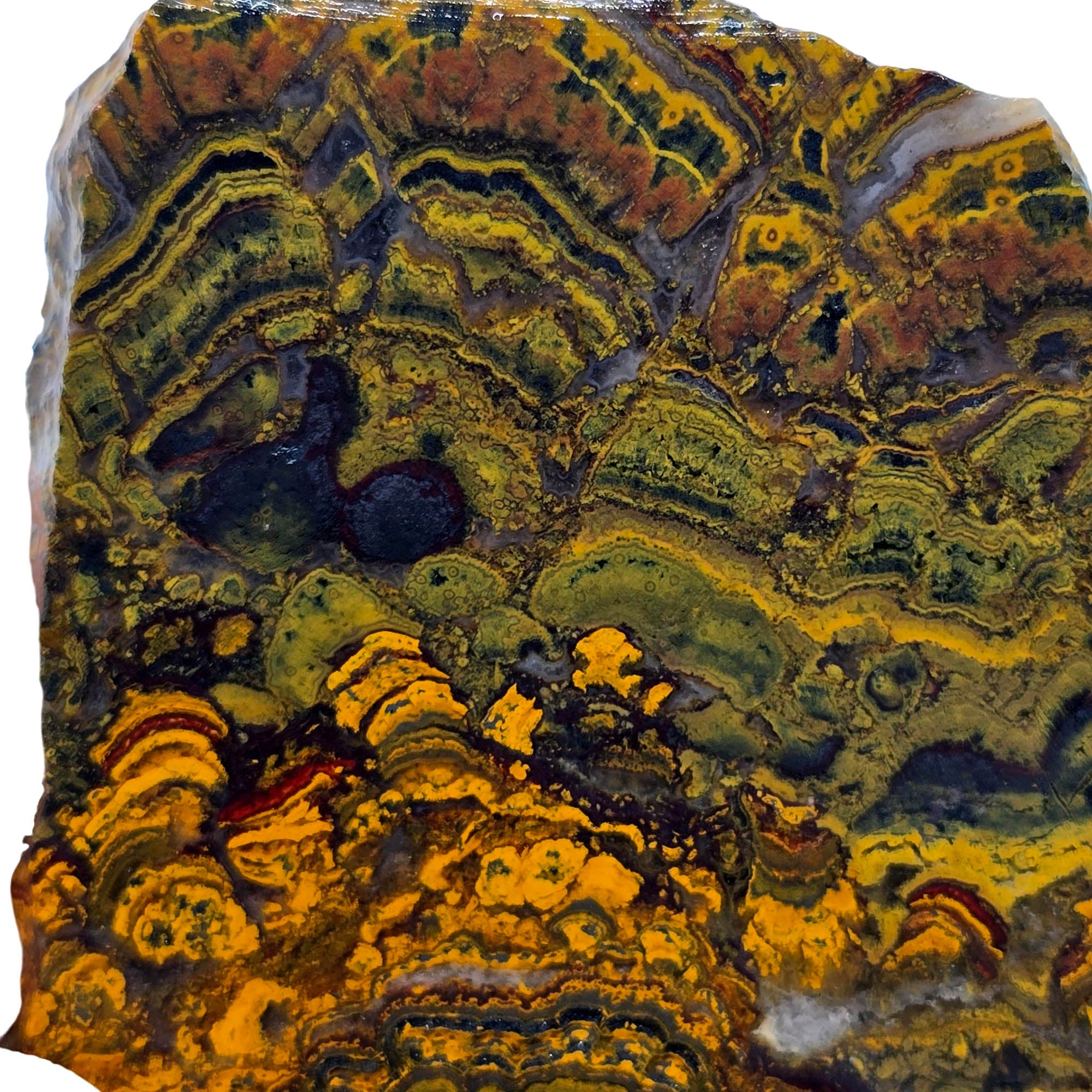 Apple Valley Jasper Slab – Hematite Flowers Wavy Lines Stromatolite #3899-Photo6